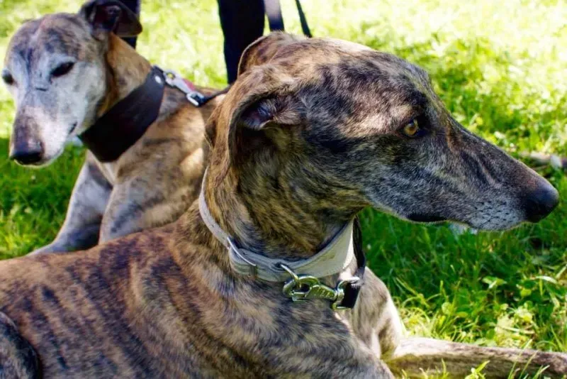 11986995 883595191724337 2411896932727213102 n