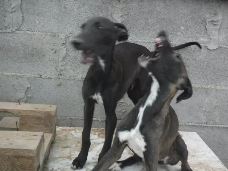 11988222 892230777527445 7554730314914975200 n1