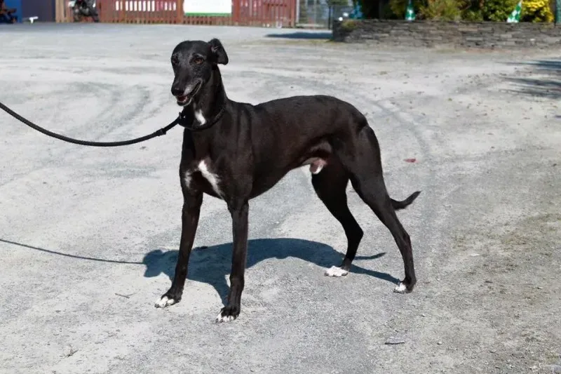 11988487 905010466257224 8832475199369102741 n