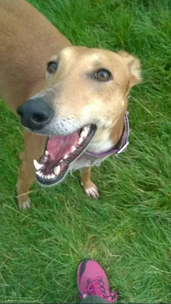 11990107 10206467687024526 1545779204 o