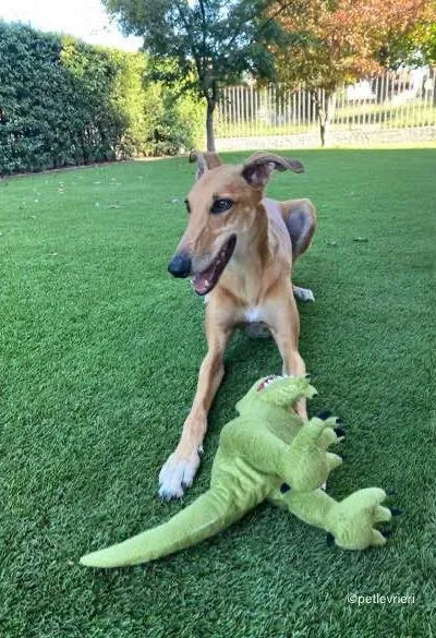 11Stevie lurcher pet levrieri felici casa