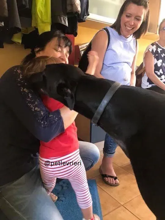 11 Doodle Greyhound rescue petlevrieri petlevrierionlus foster progettofoster