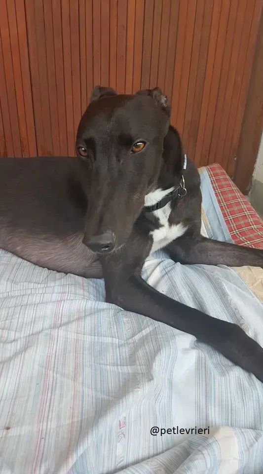 11 Jerry Greyhound rescue petlevrieri petlevrierionlus foster progettofoster