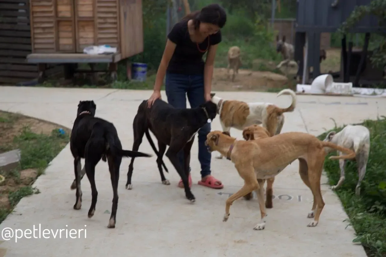 11 Sam whippet petlevrieri petlevrierionlus salvatomercatodellacarne cina maco.JPG