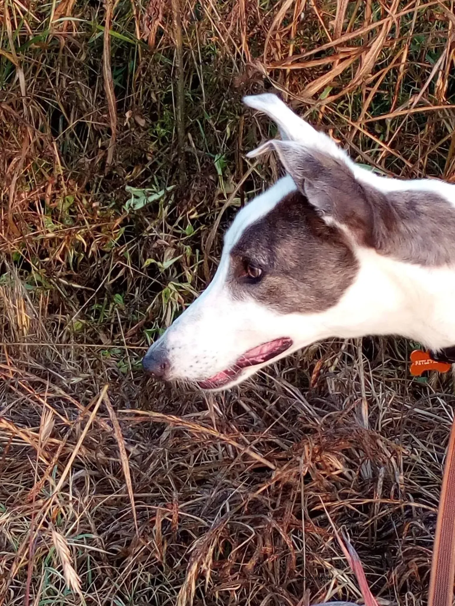 11 Spark Greyhound rescue petlevrieri petlevrierionlus foster progettofoster