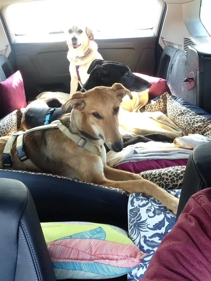 11 Steve lurcher petlevrierionlus adozione foster fostering