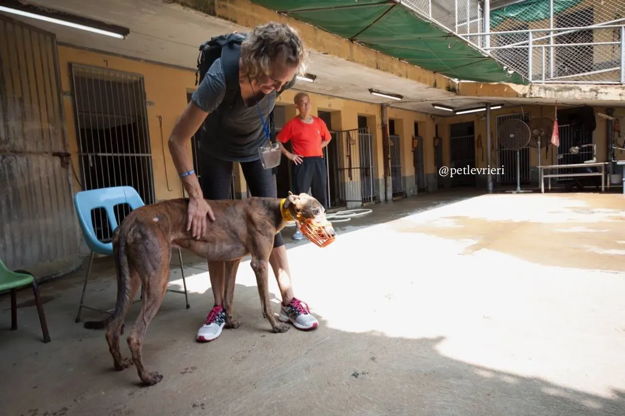 11 aogiri sen adozione greyhound macao