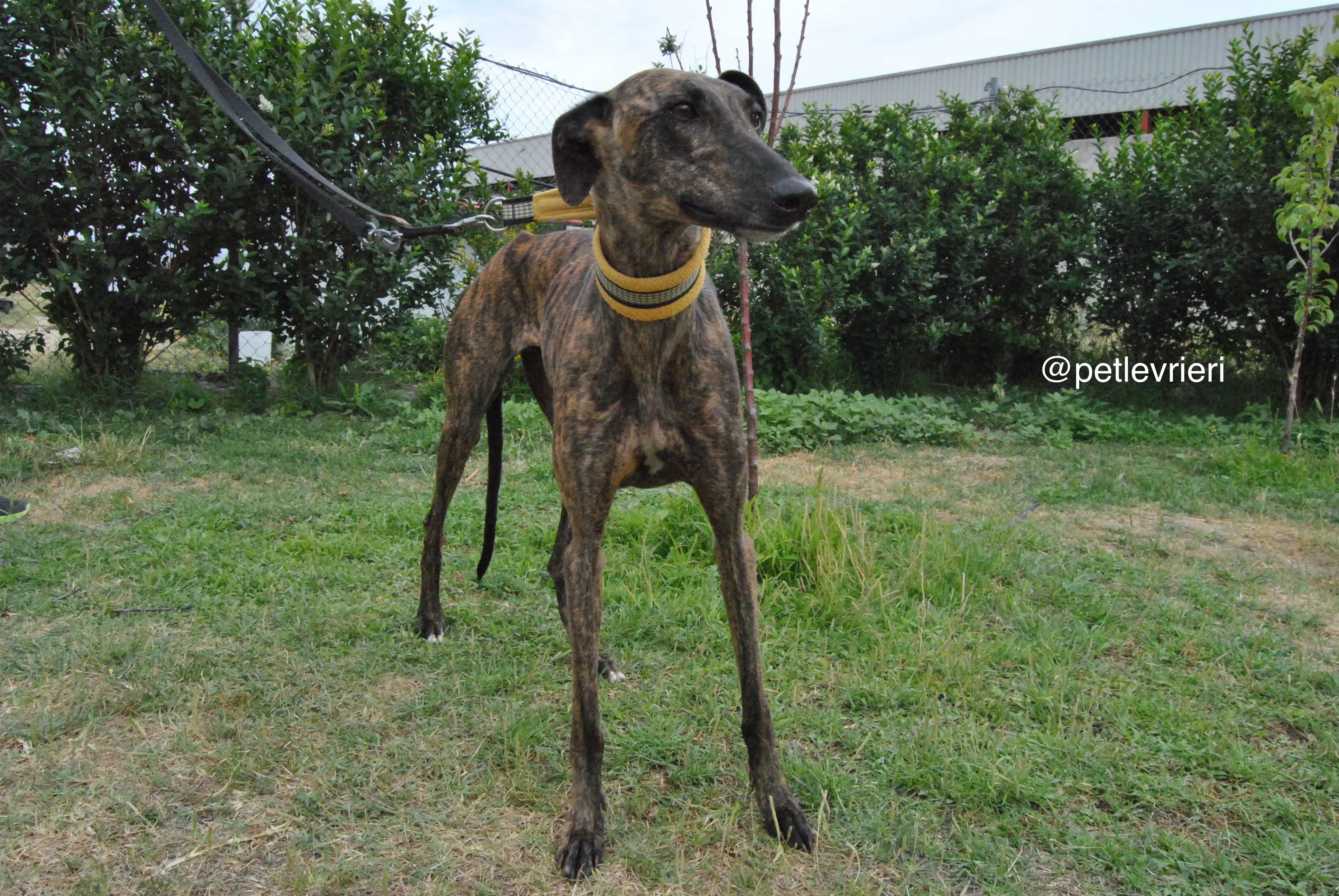 11 bala adozione levrieri galgo