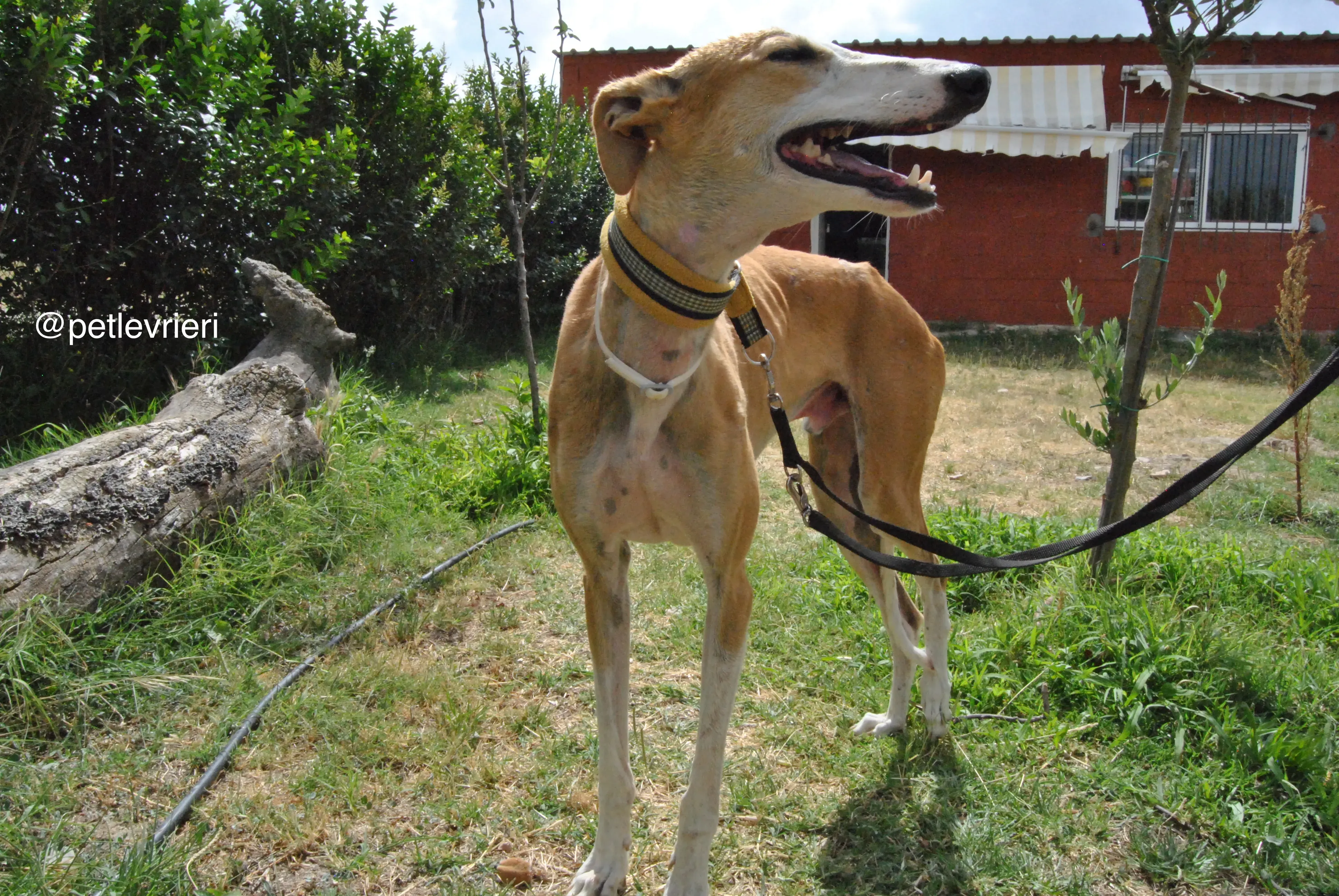 11 bisky adozione levrieri galgo