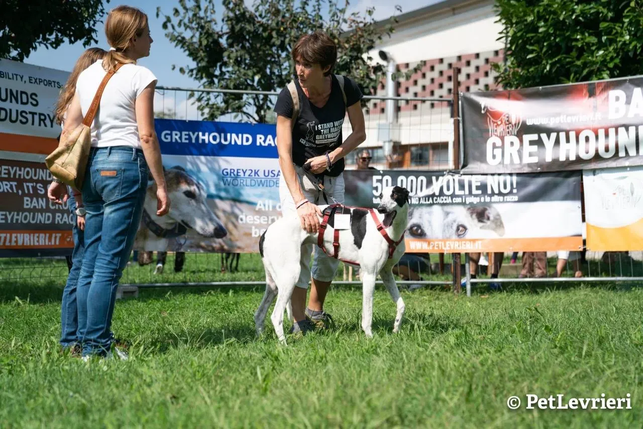 11 bob adozione levrieri greyhound