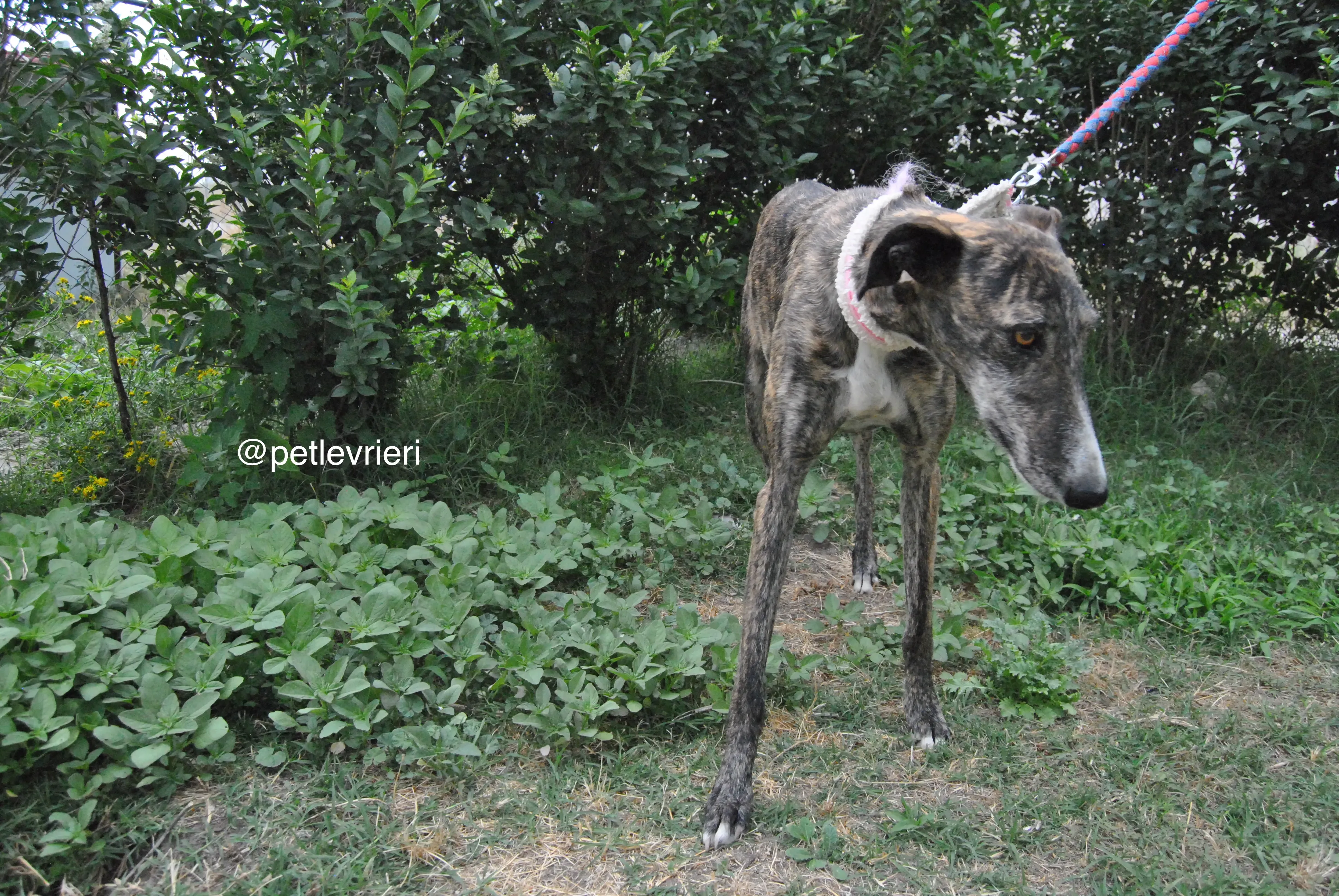 11 brandy adozione levrieri galgo