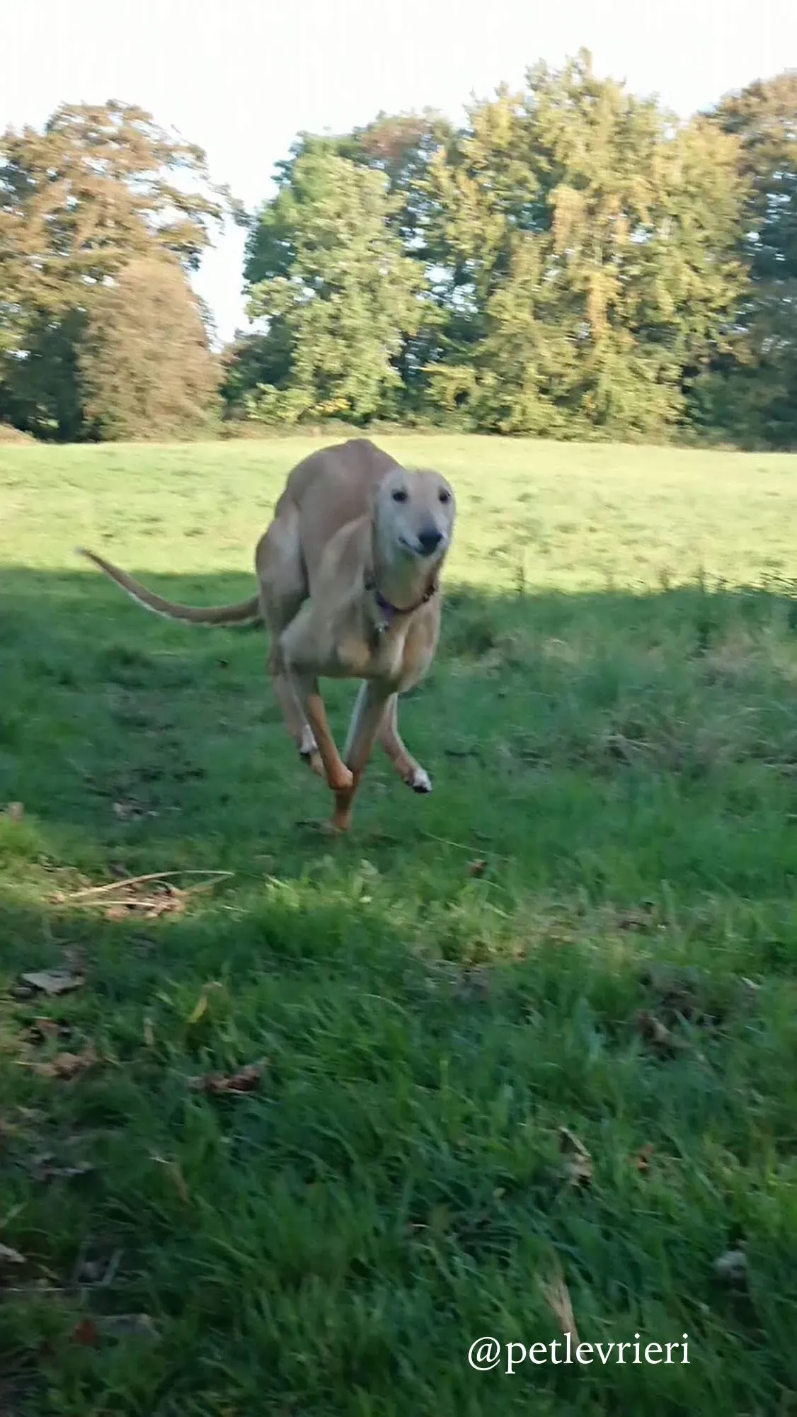 11 cacti adozione levrieri greyhound