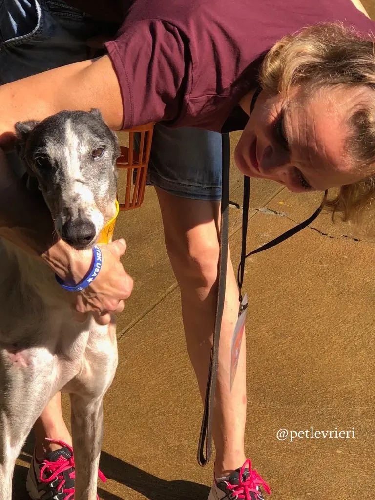 11 cyns crusader adozione greyhound macau