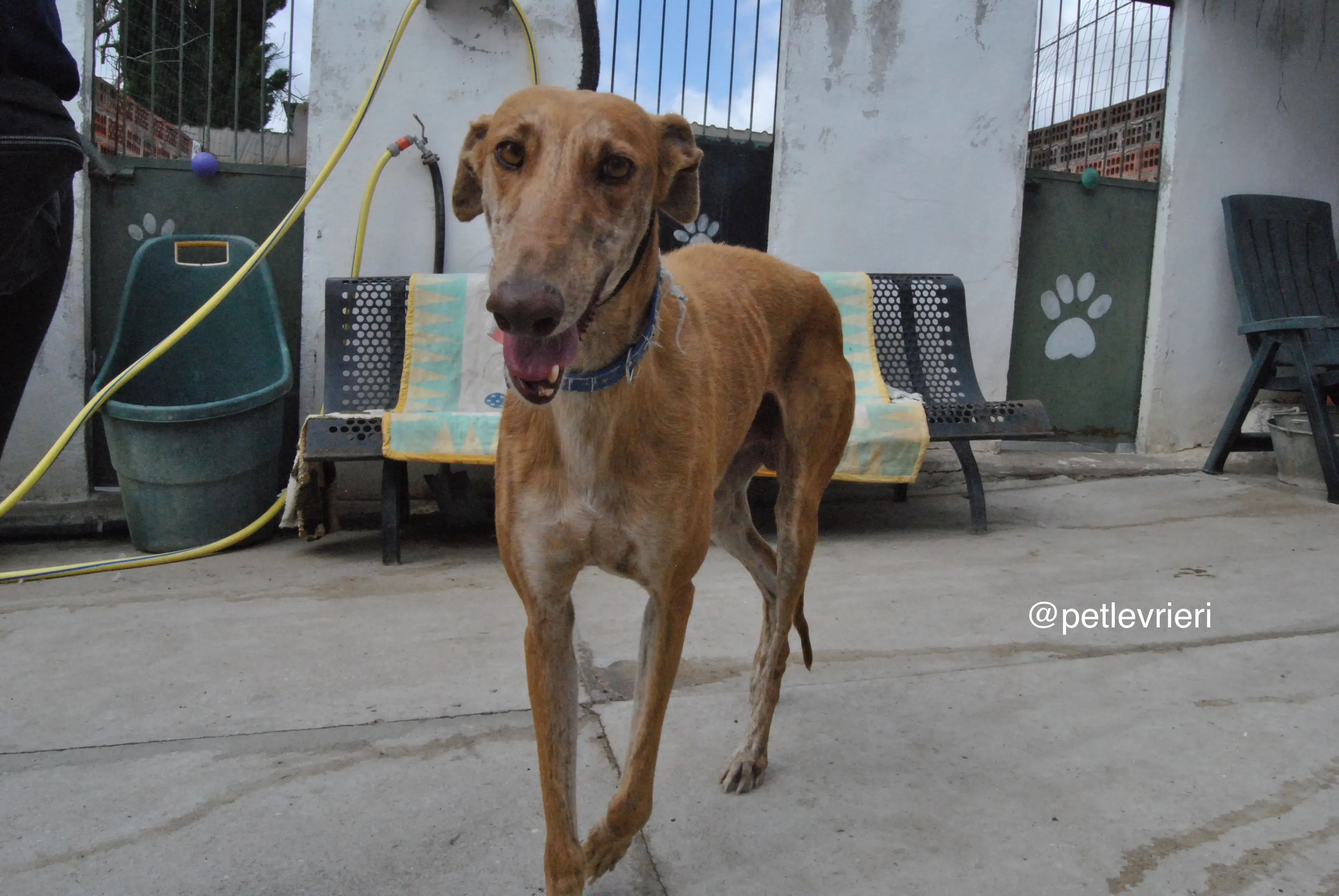 11 dali adozione levrieri galgo