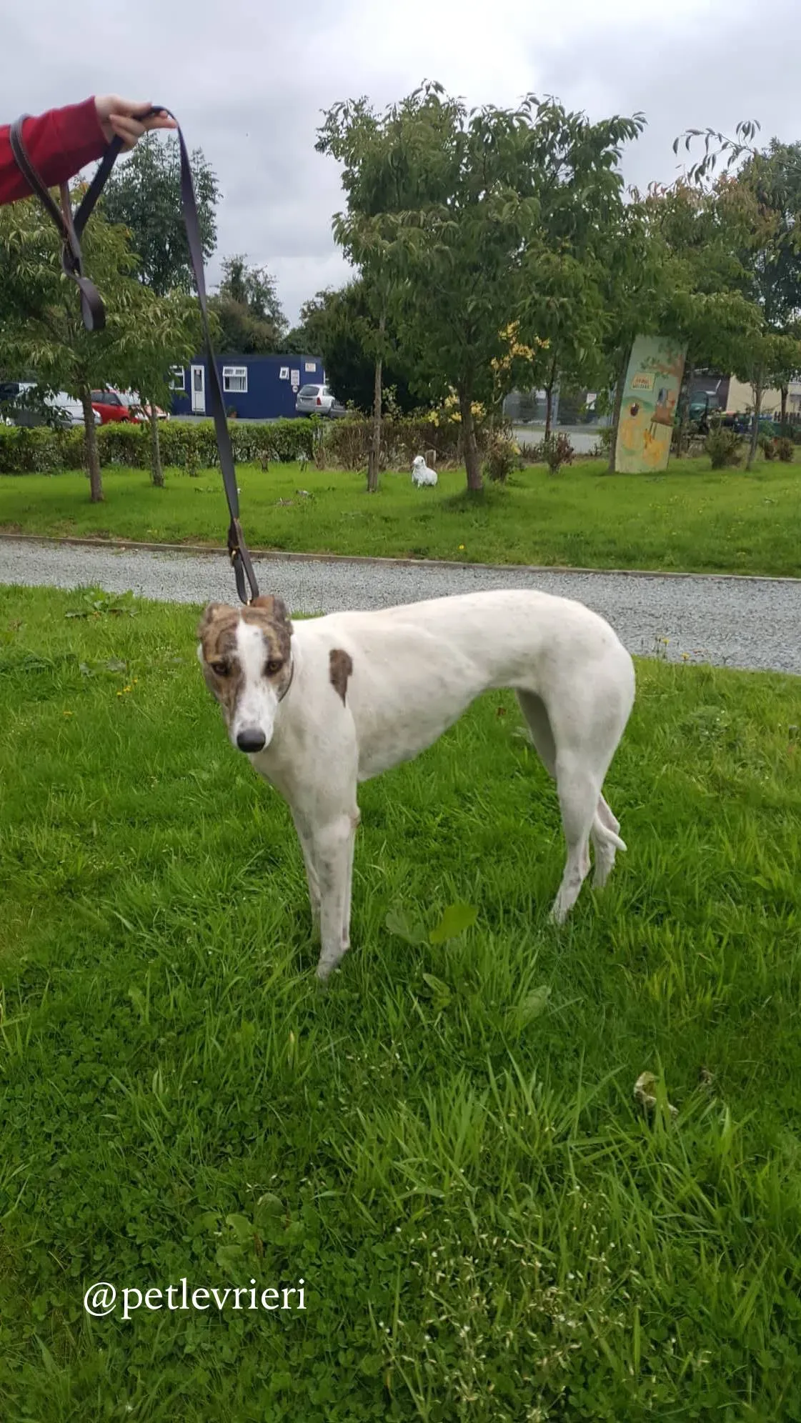 11 deva adozione greyhound