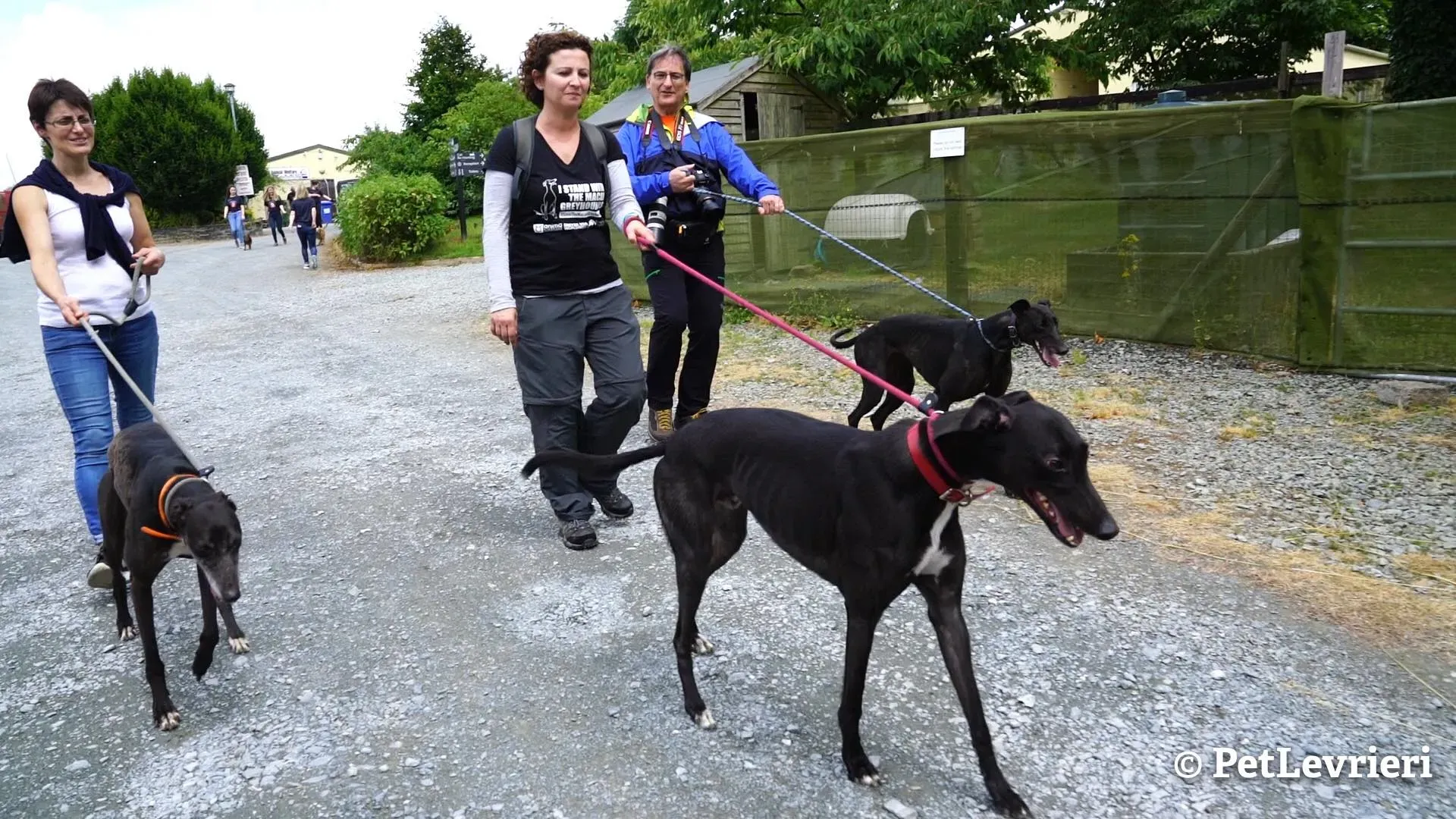 11 ed adozione levrieri greyhound