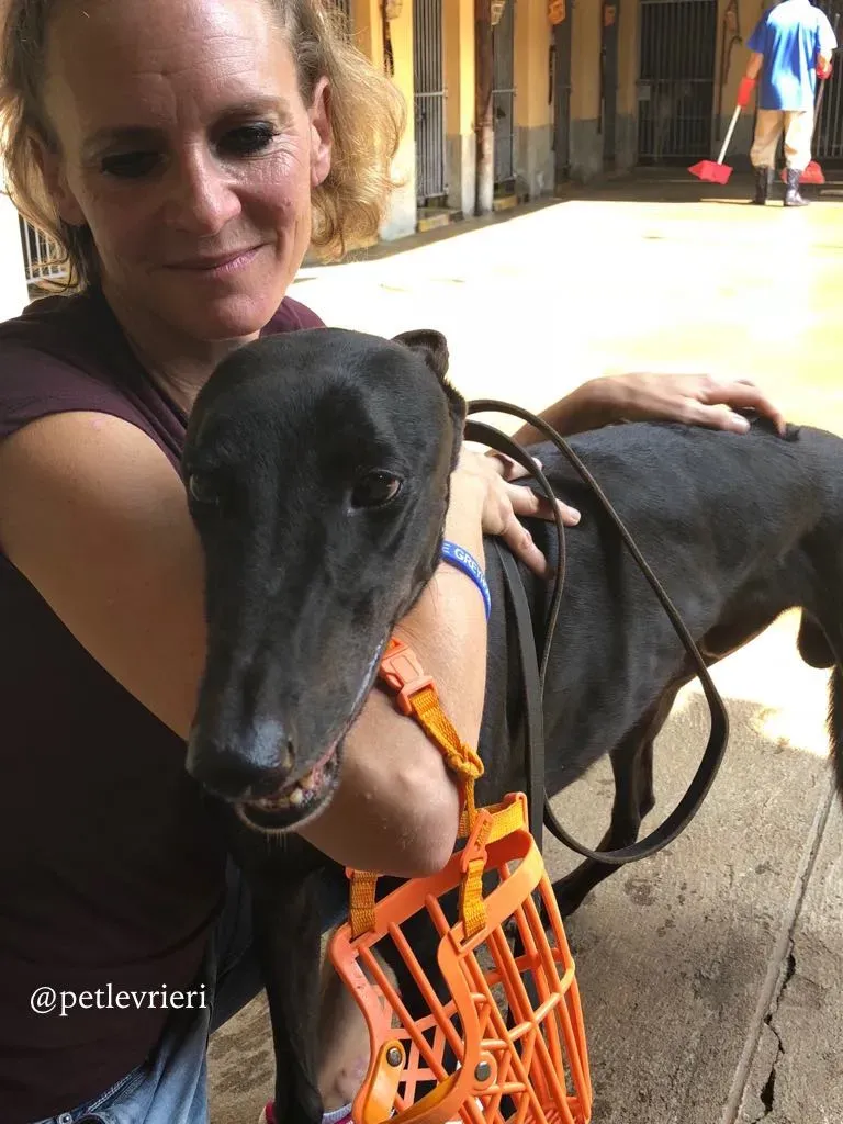 11 fear the beat adozione greyhound macao