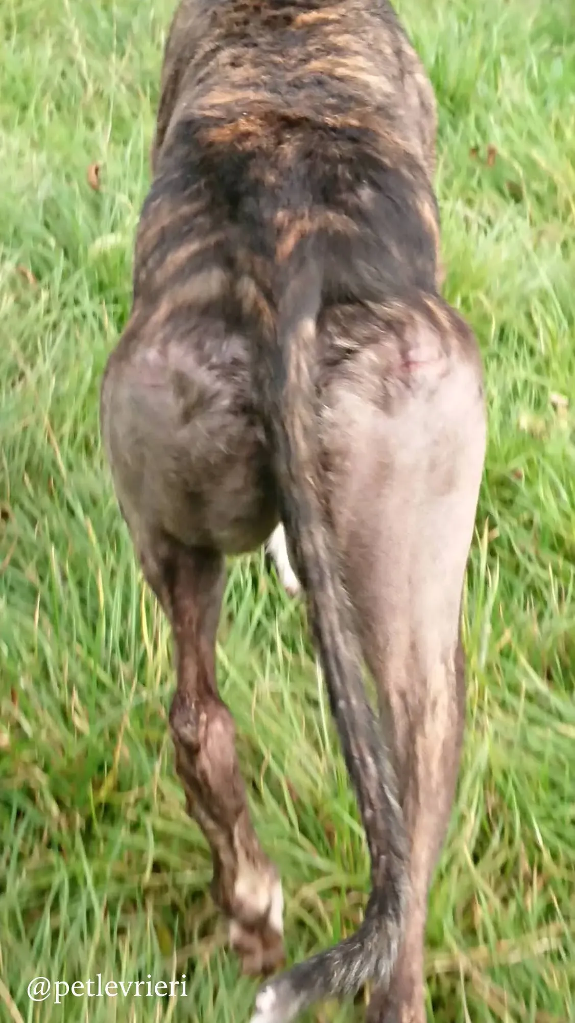 11 femi adozione levrieri greyhound