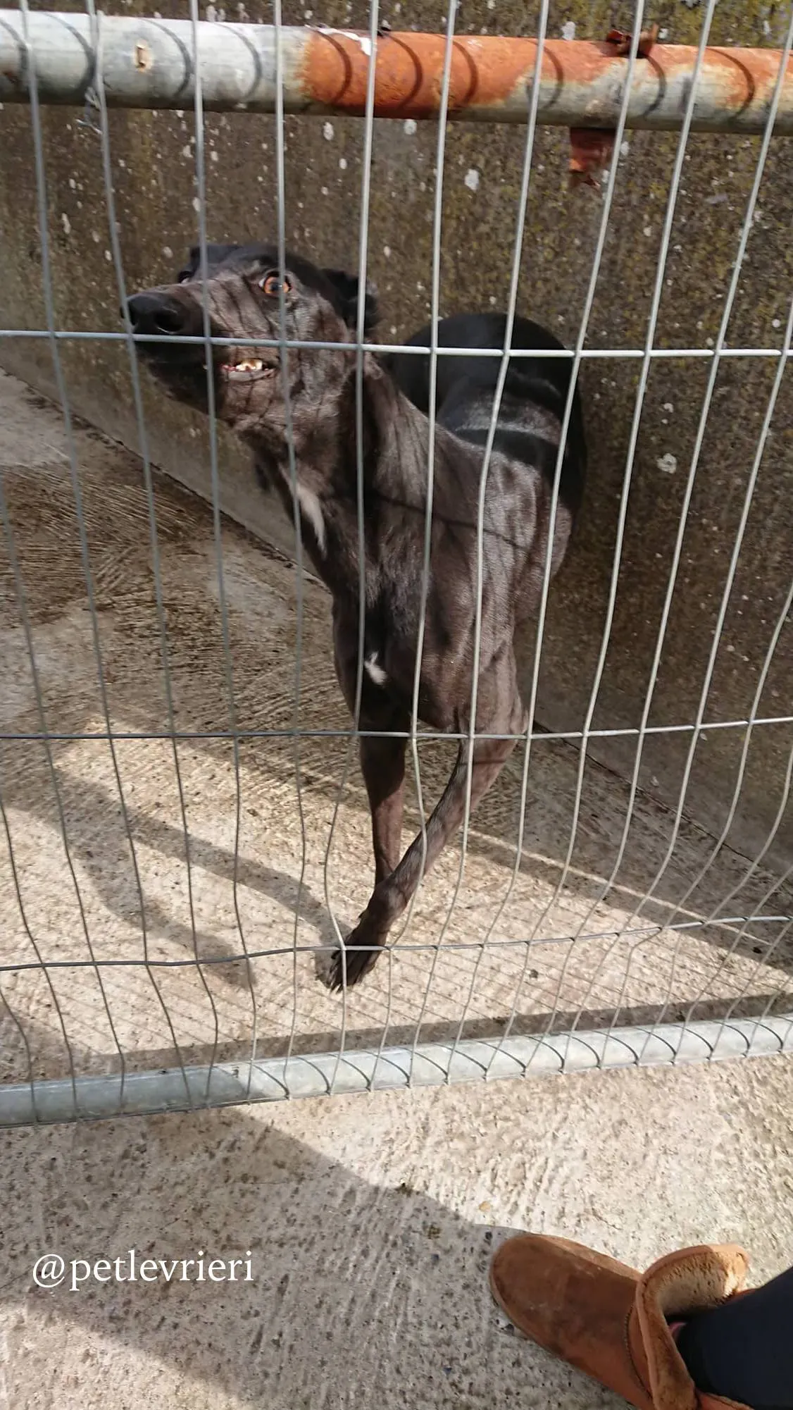 11 folami adozione levrieri greyhound