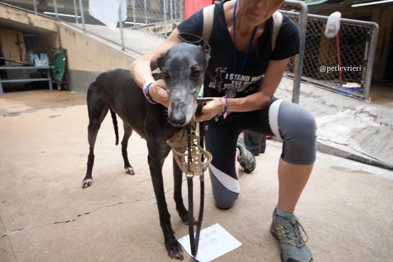 11 full house adozione greyhound macao