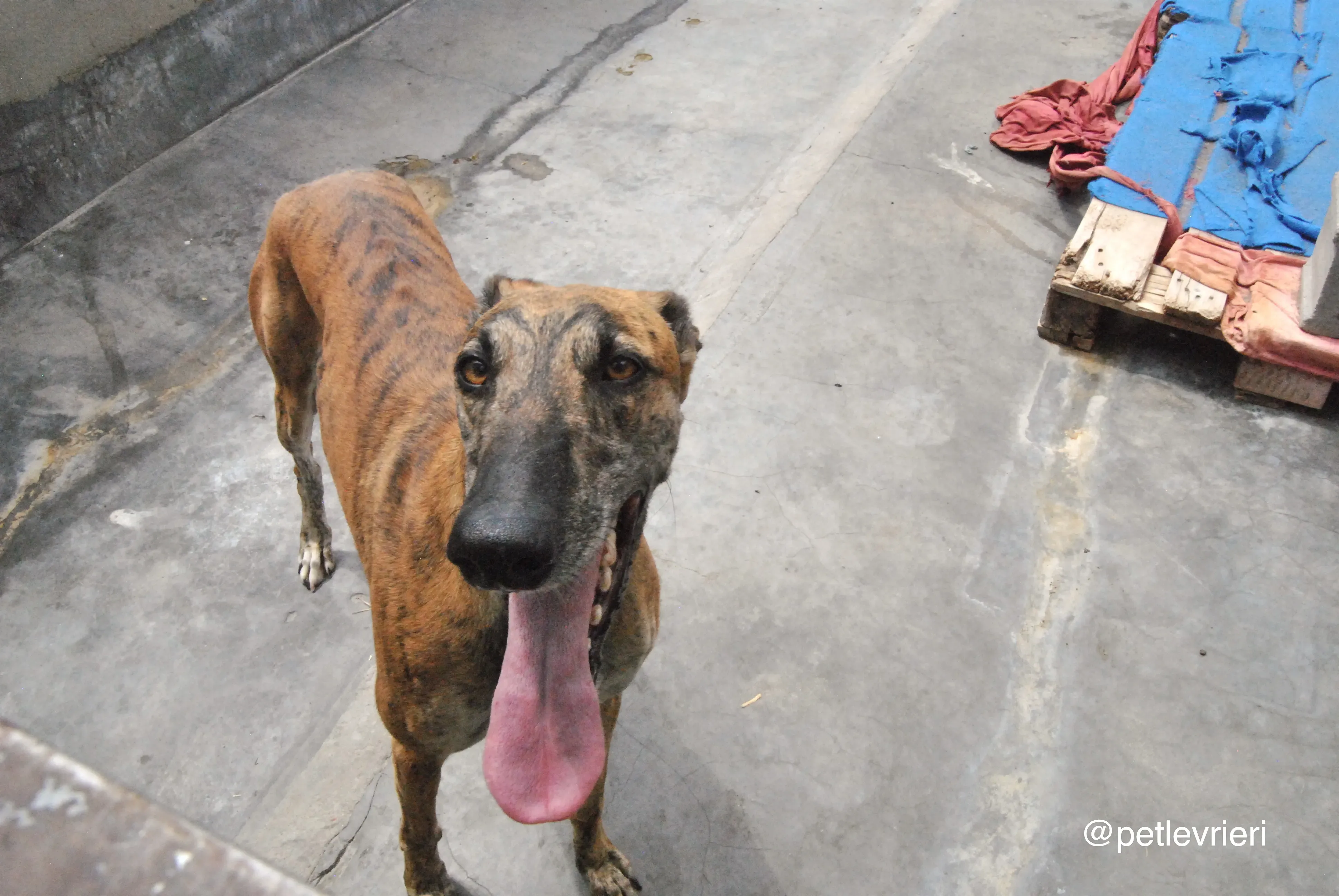 11 furia adozione levrieri galgo 1