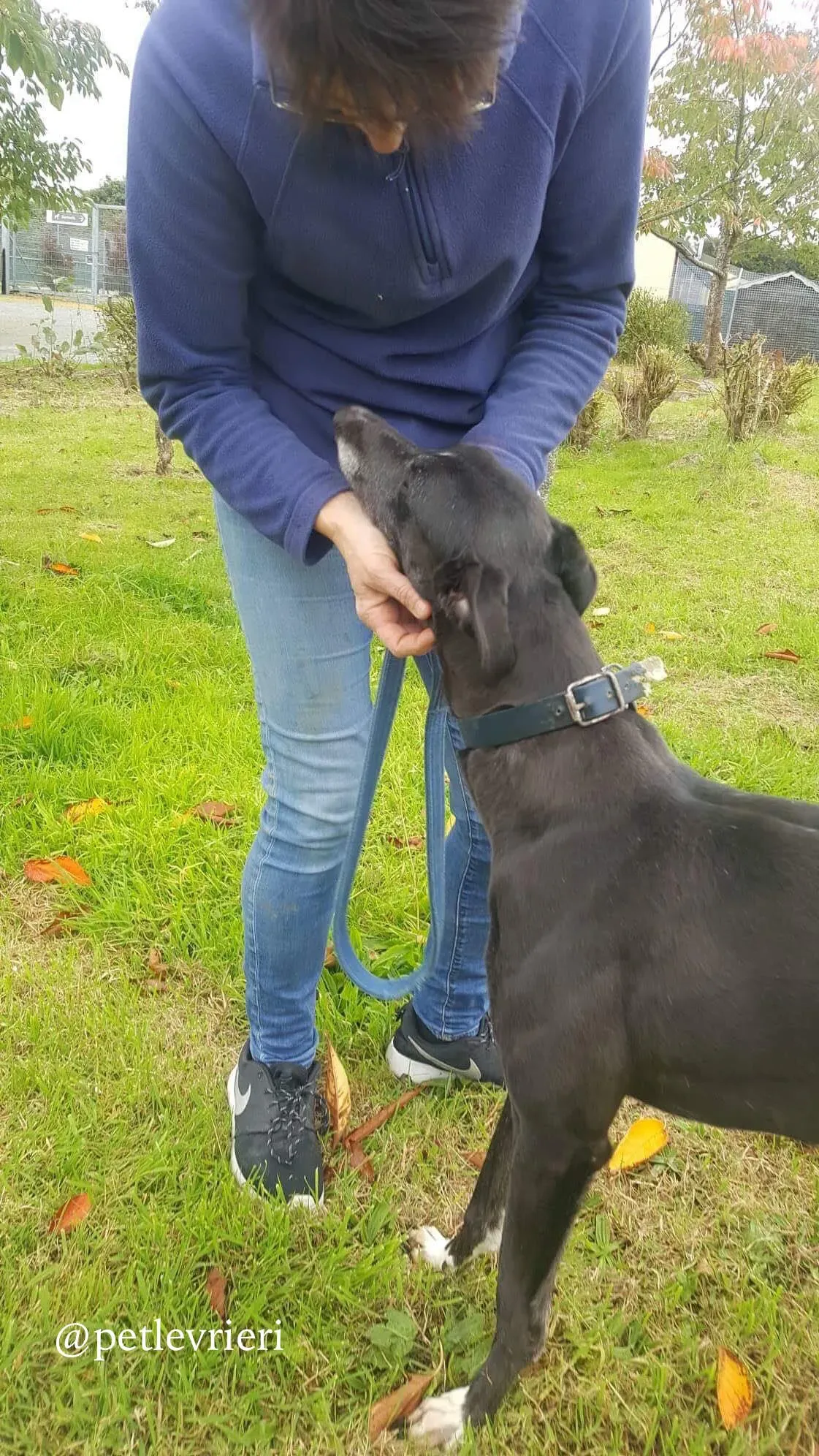 11 hilary adozione levrieri greyhound