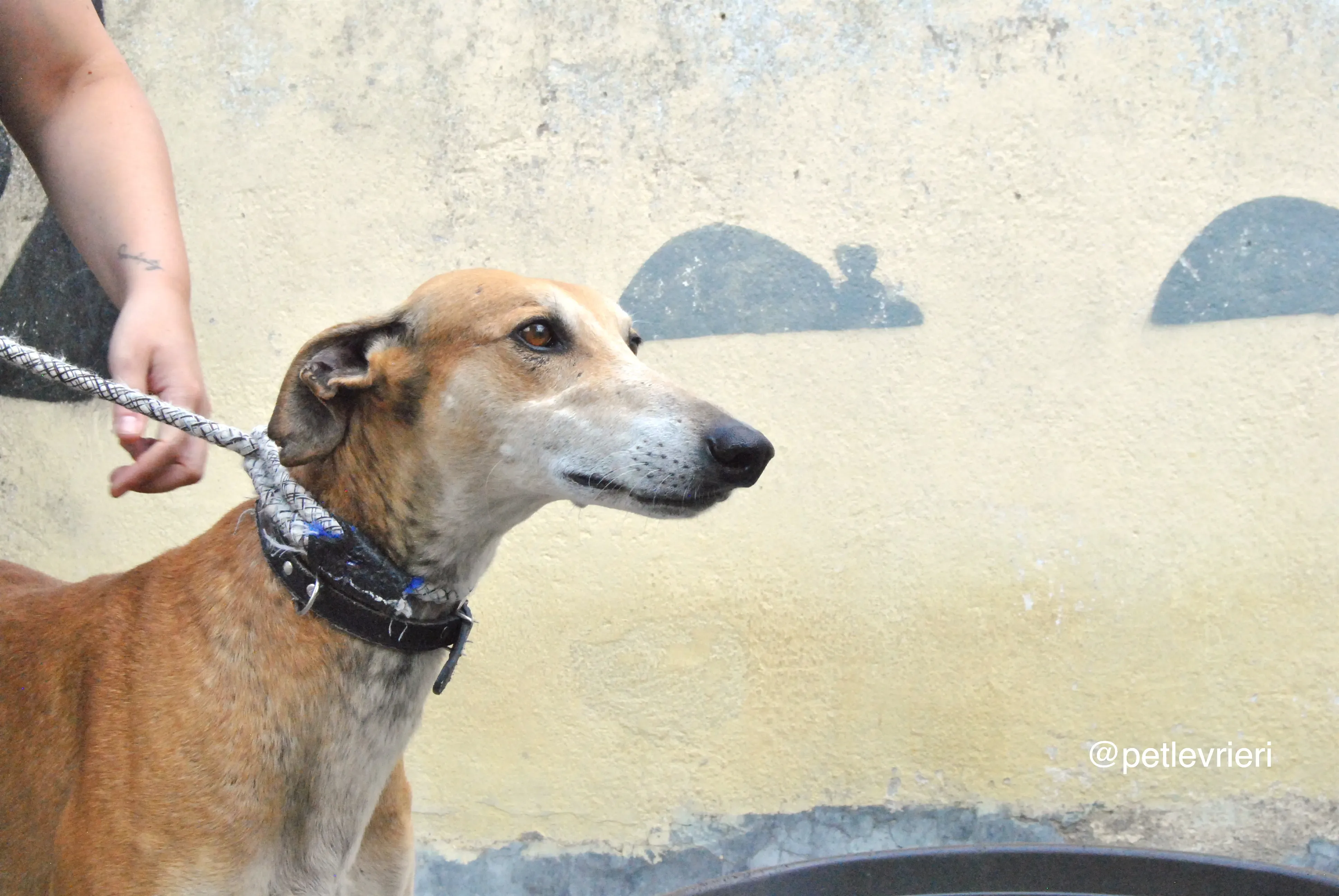 11 imperio adozione levrieri galgo