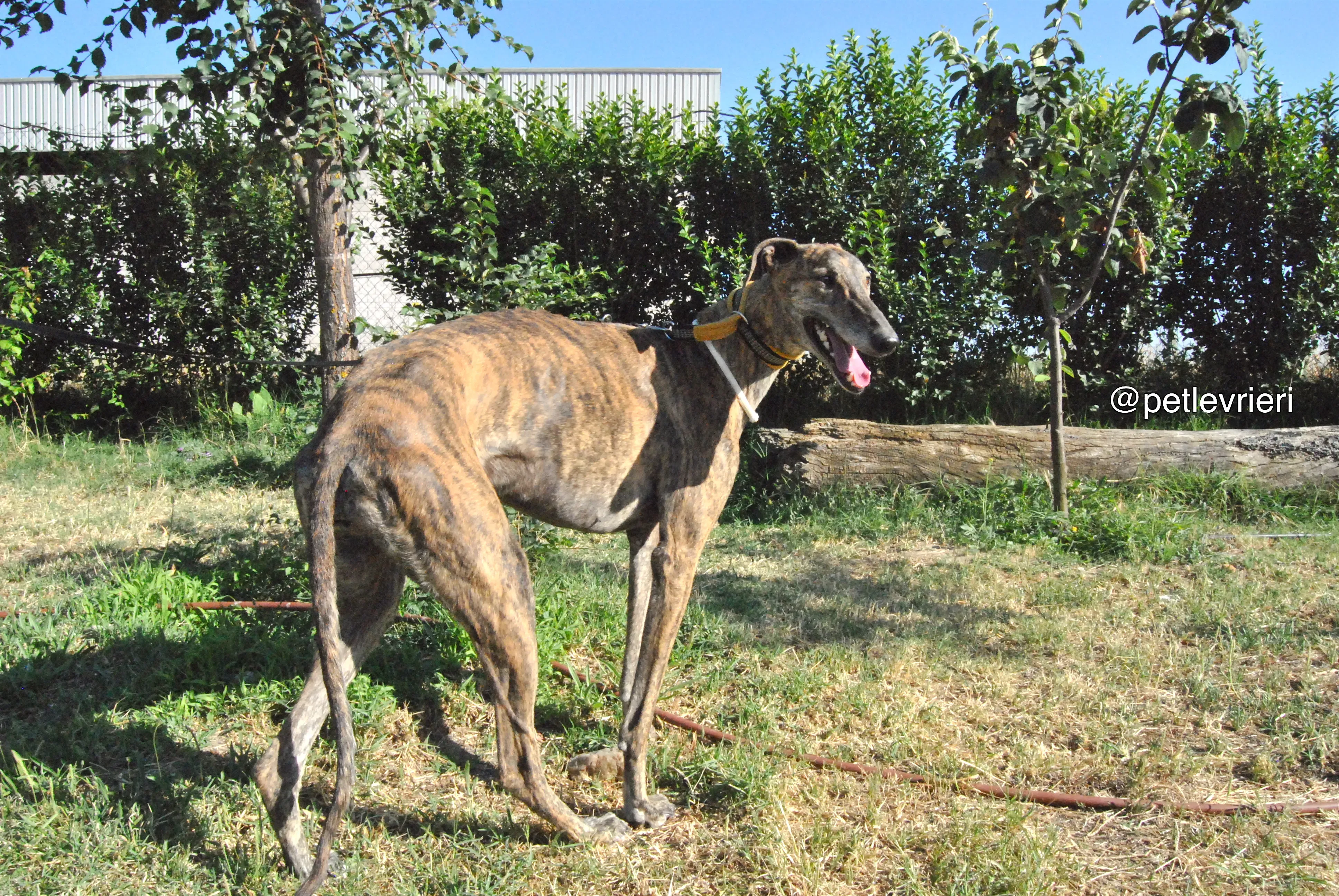 11 jara adozione levrieri galgo 1