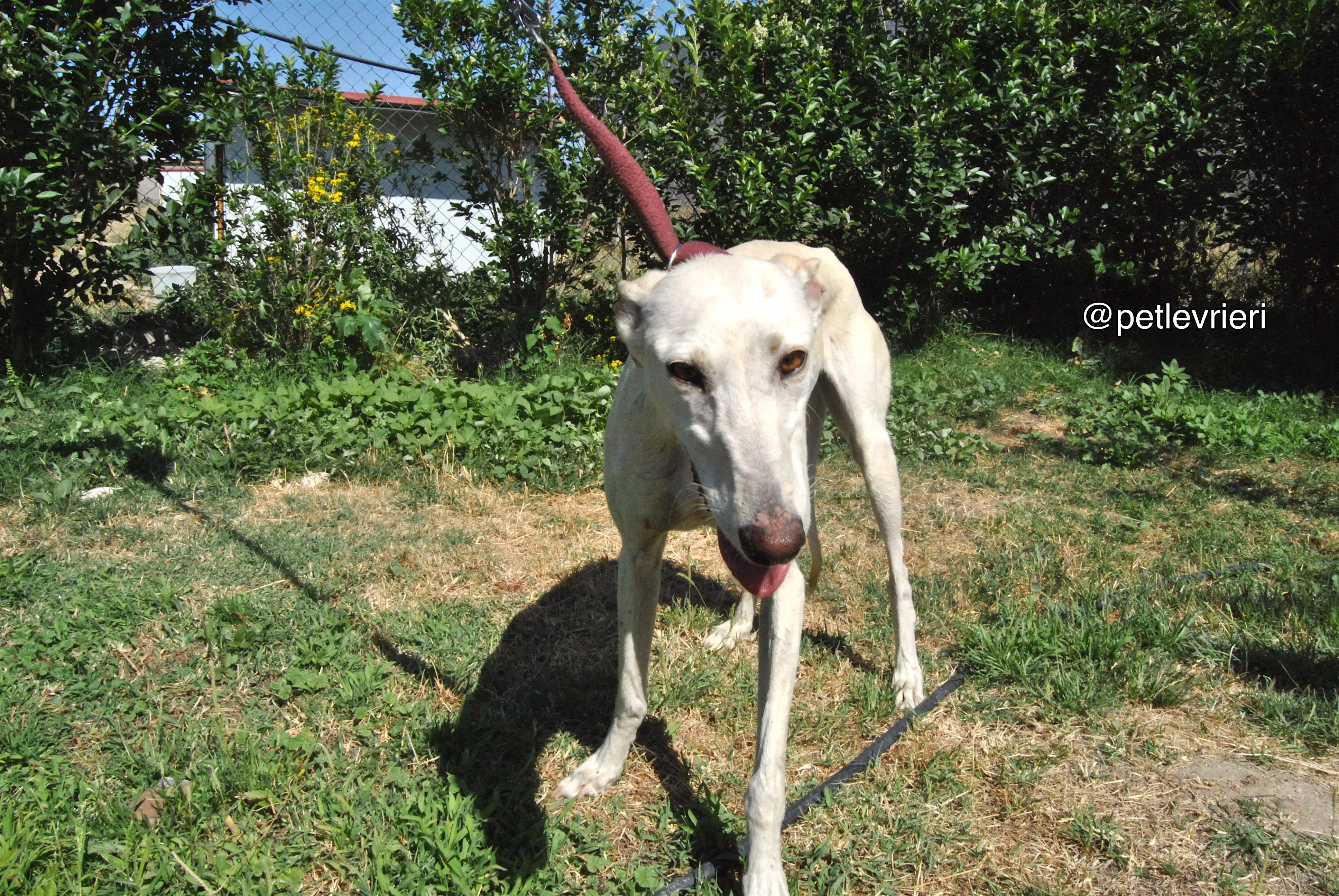 11 laila adozione levrieri galgo