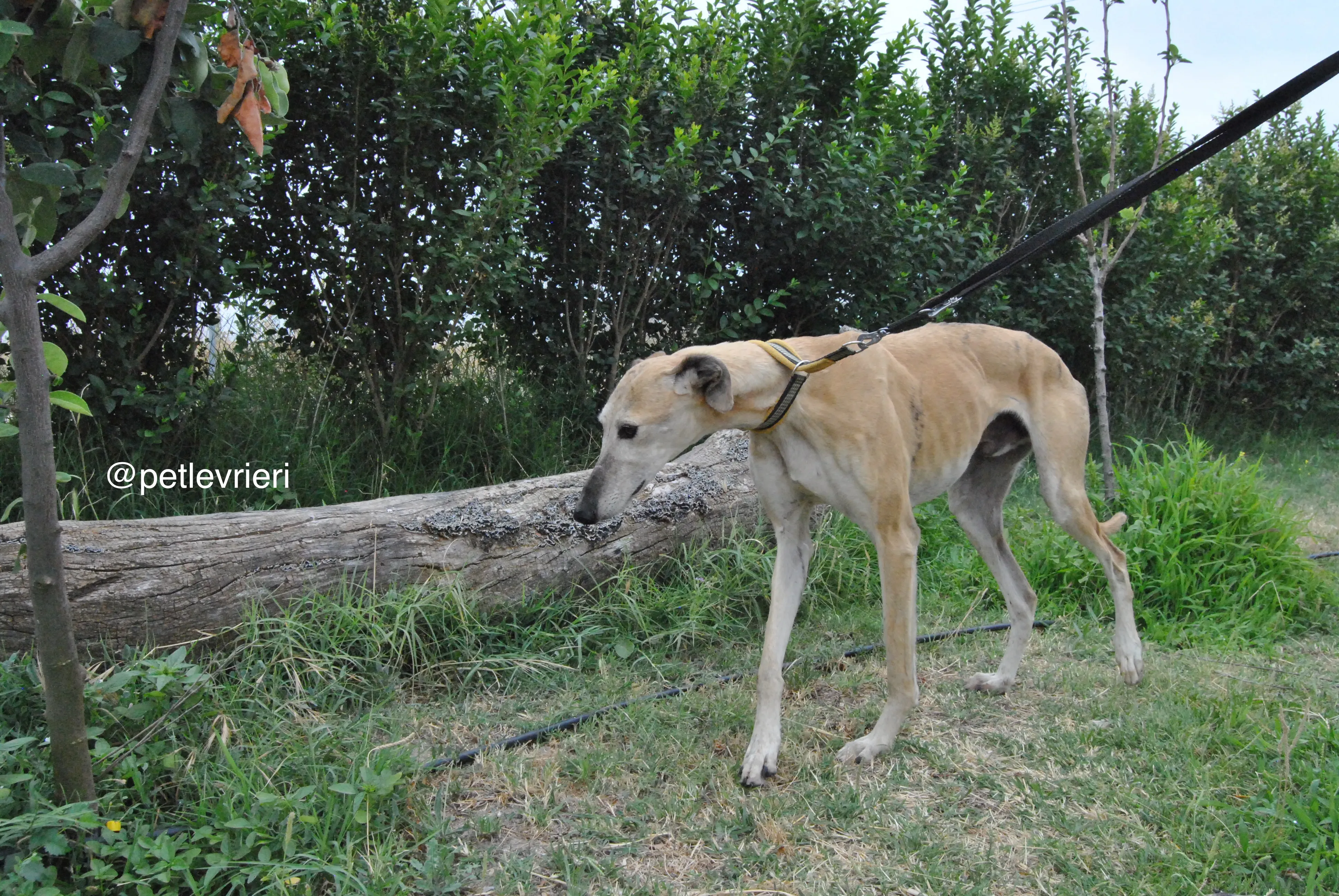 11 lambie adozione levrieri galgo