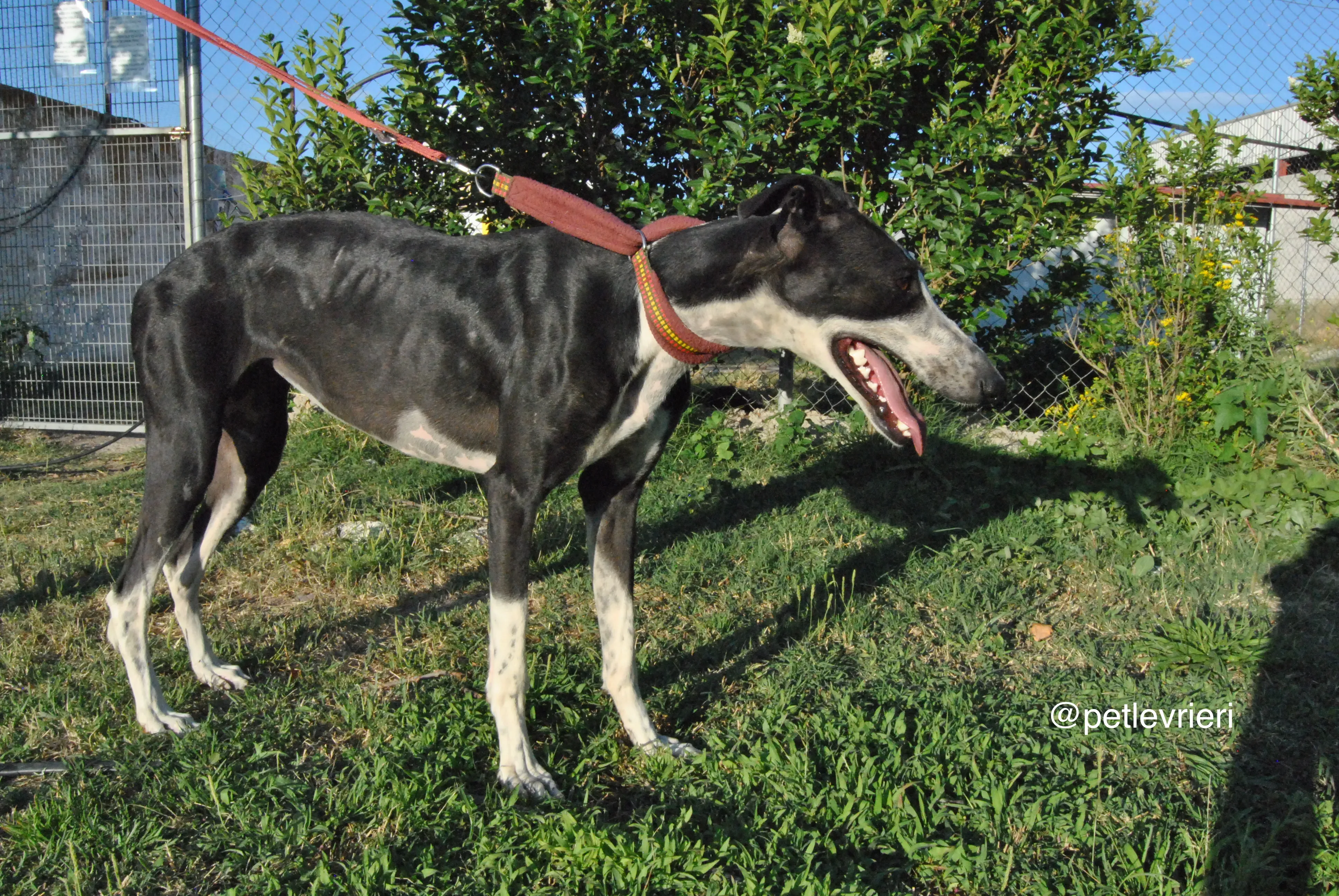 11 lili adozione levrieri galgo