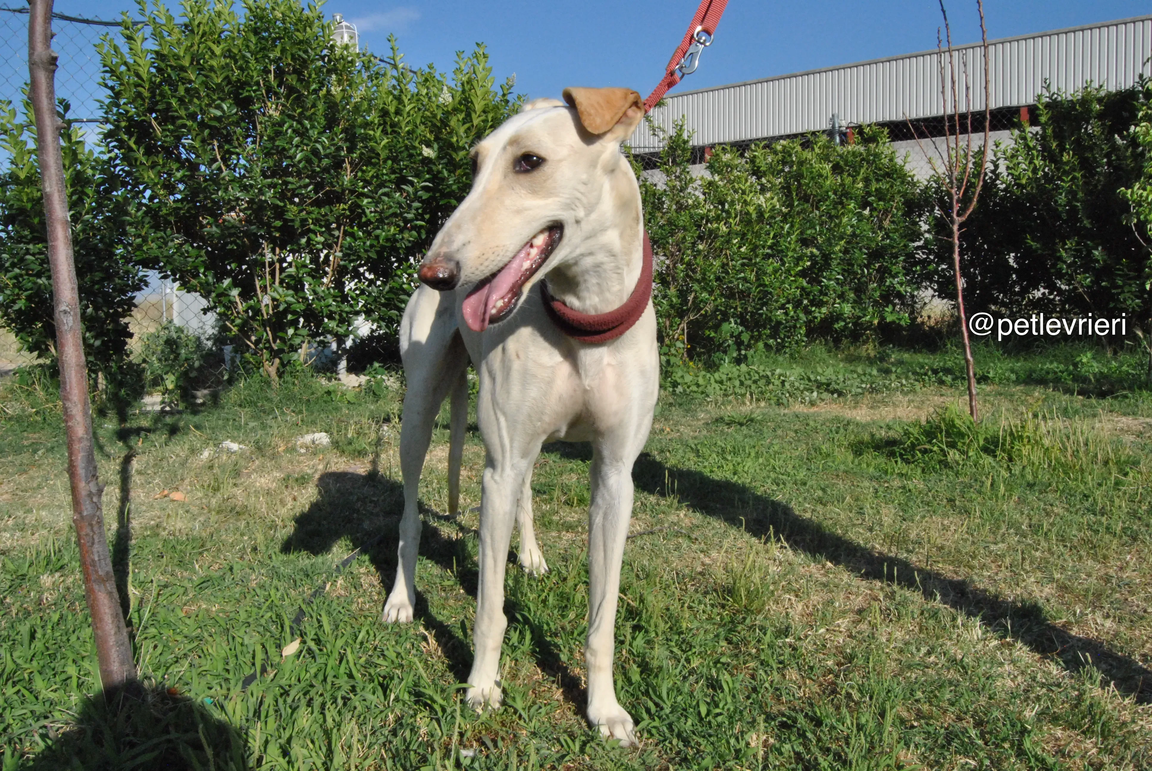 11 mari adozione levrieri galgo