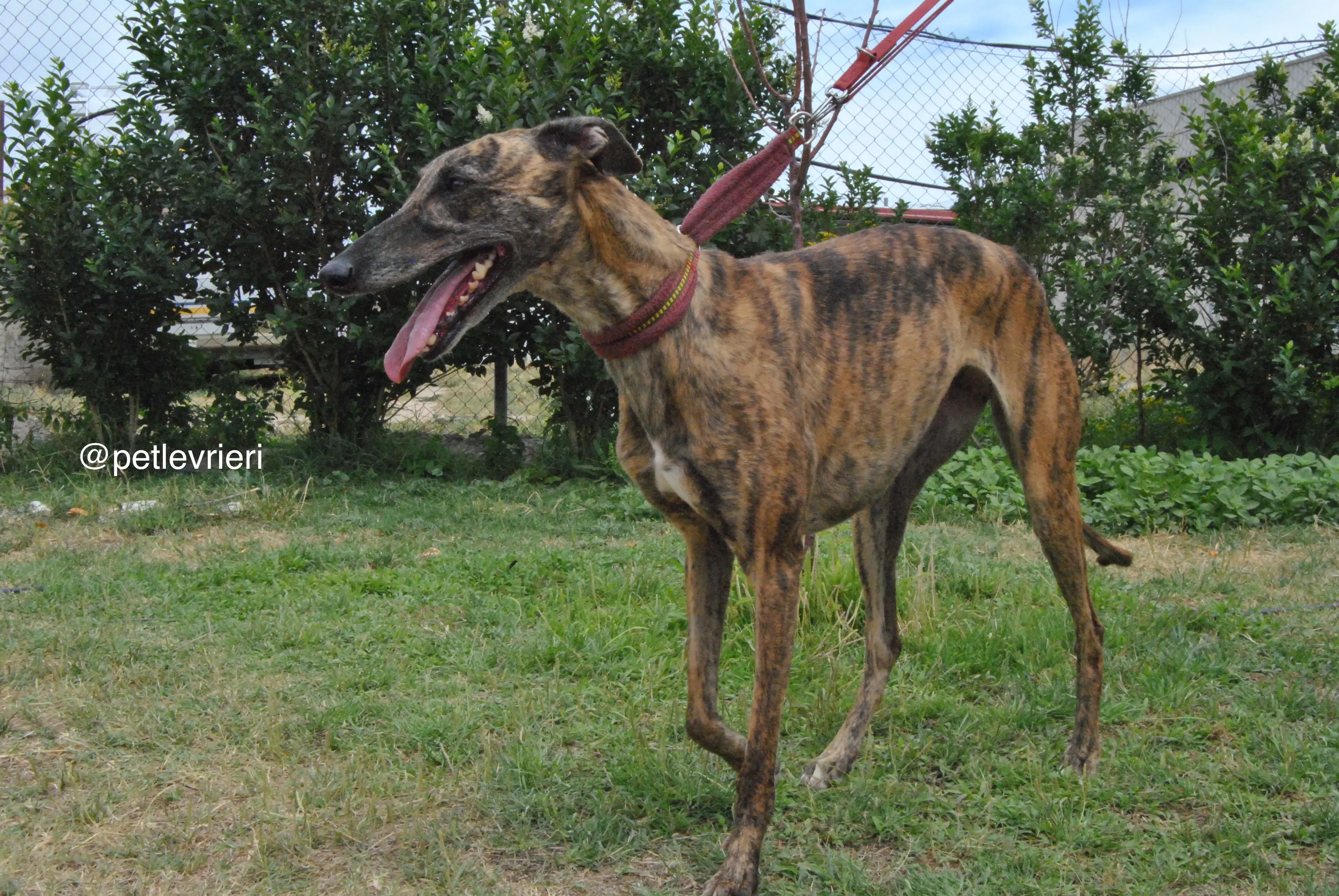 11 meribel adozione levrieri galgo