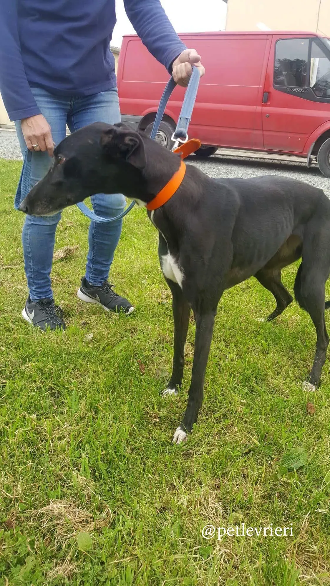 11 miss alice adozione levrieri greyhound