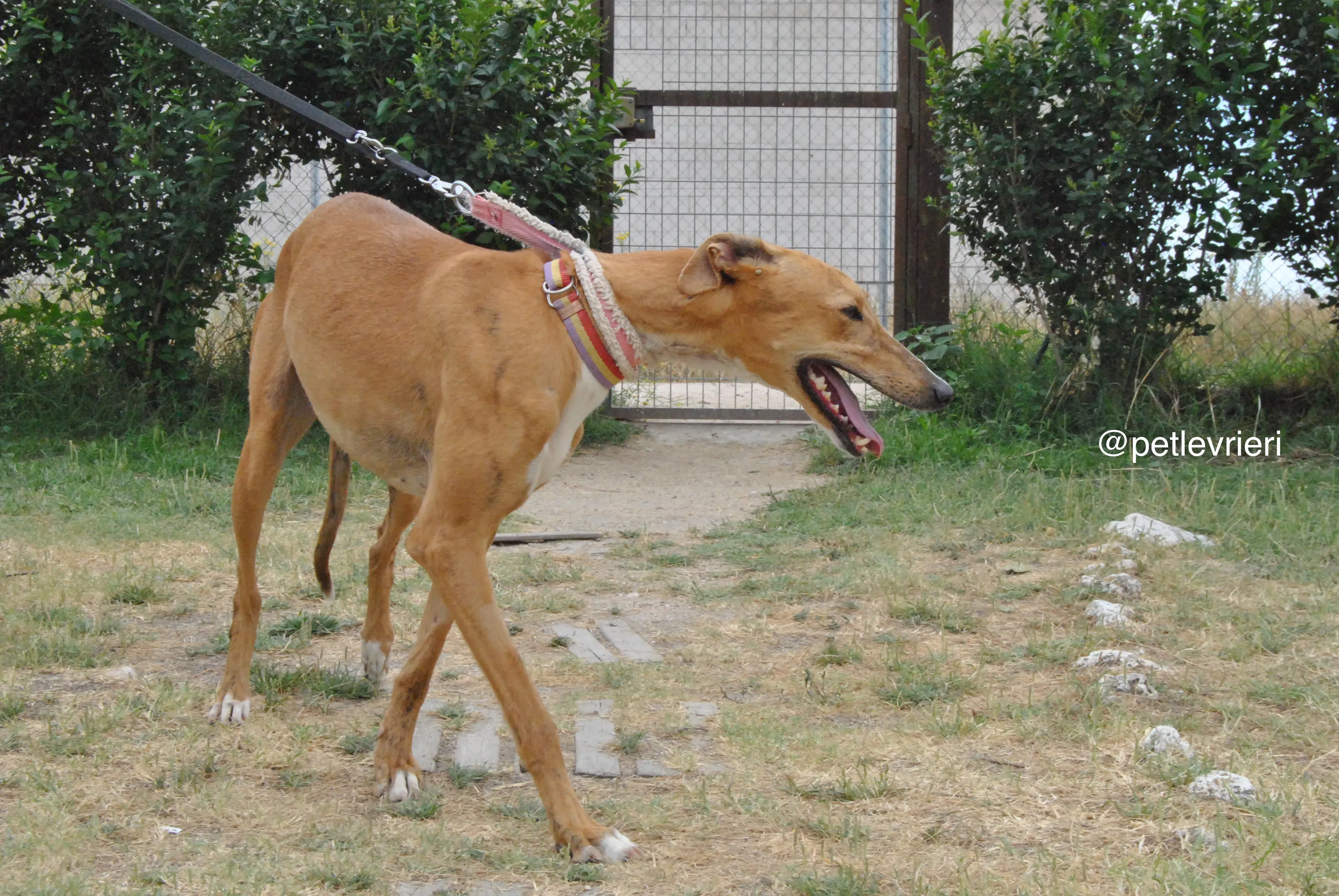 11 monica adozione levrieri galgo