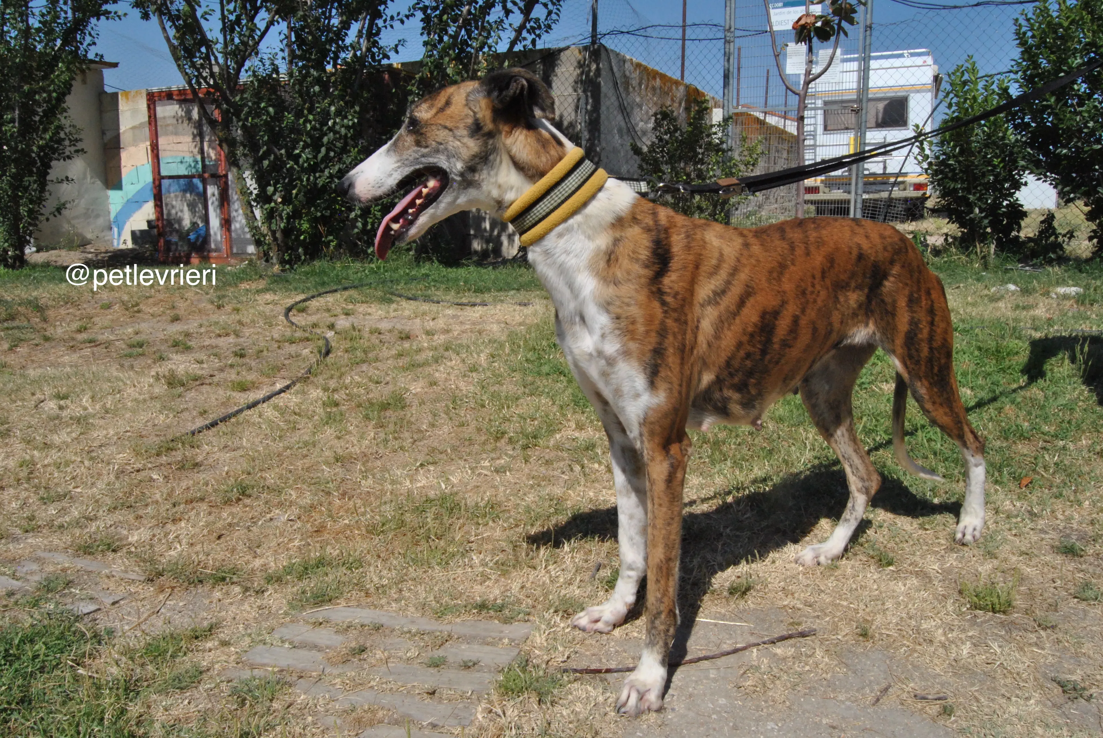 11 mumush adozione levrieri galgo