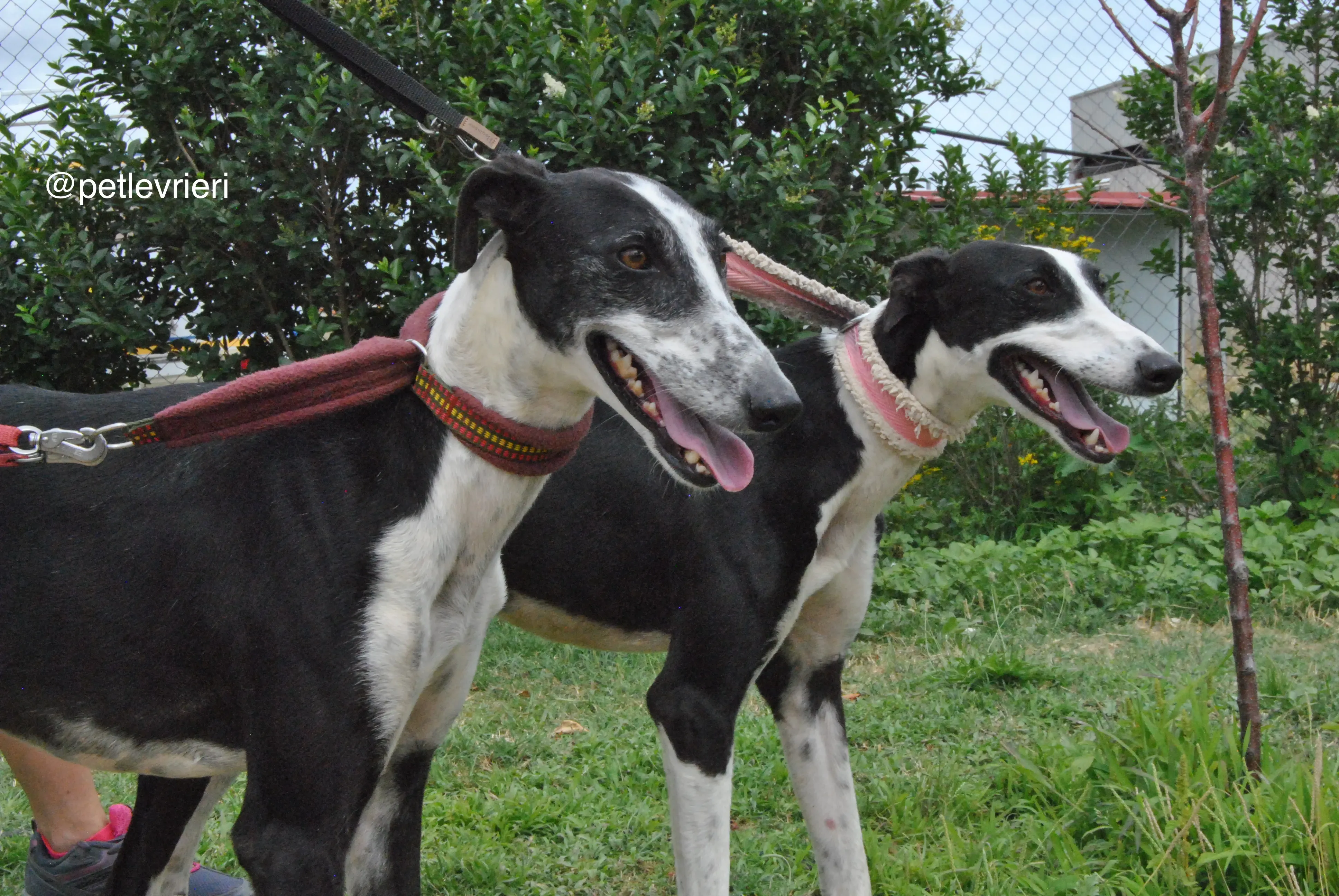 11 olga katarina adozione levrieri galgo