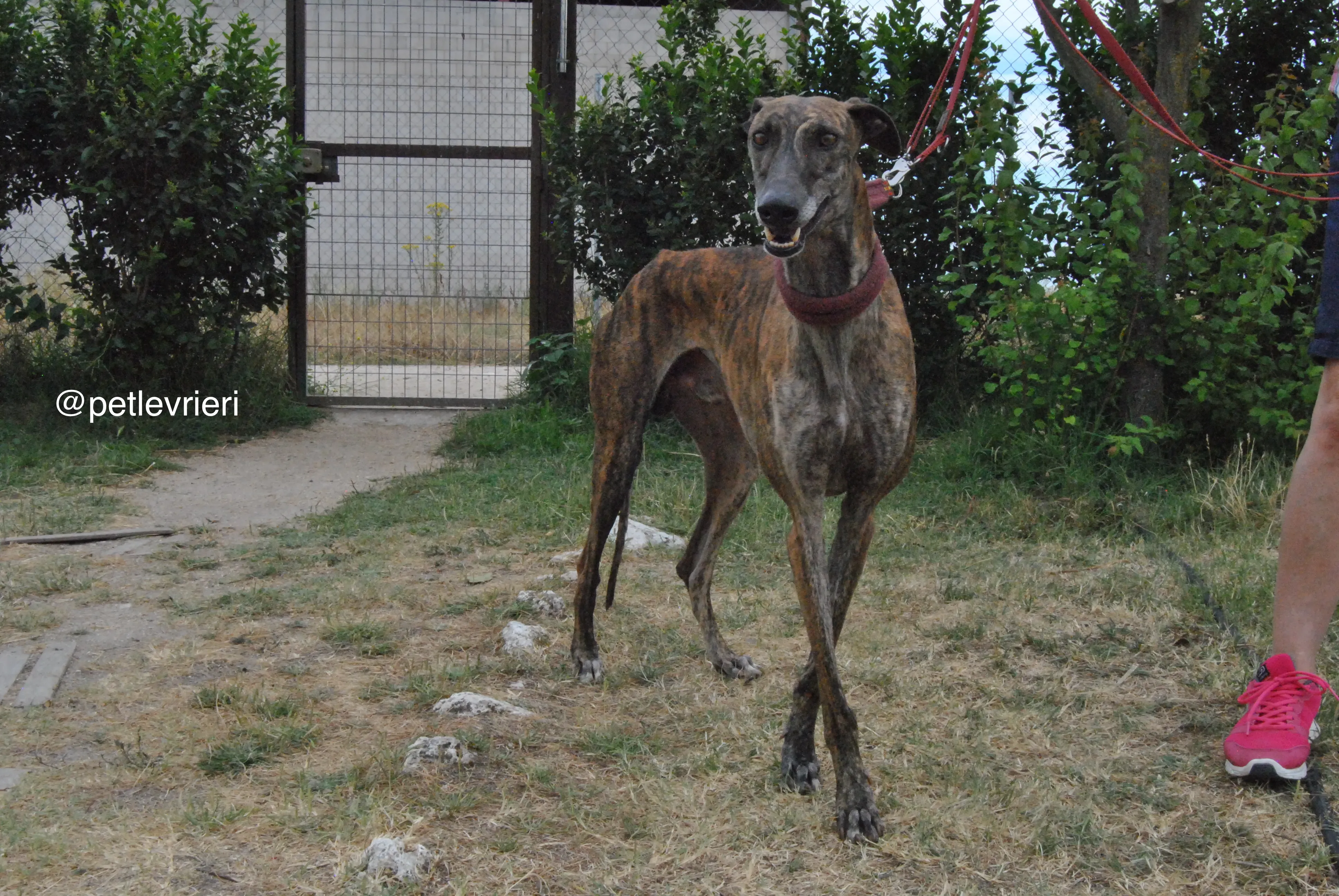 11 orion adozione levrieri galgo