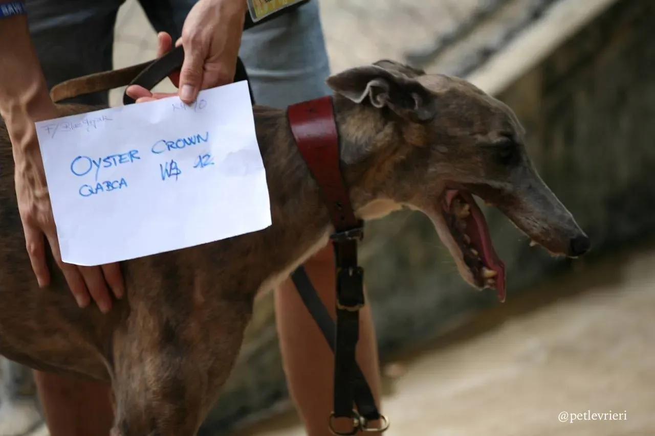 11 oyster crown adozione greyhound macao