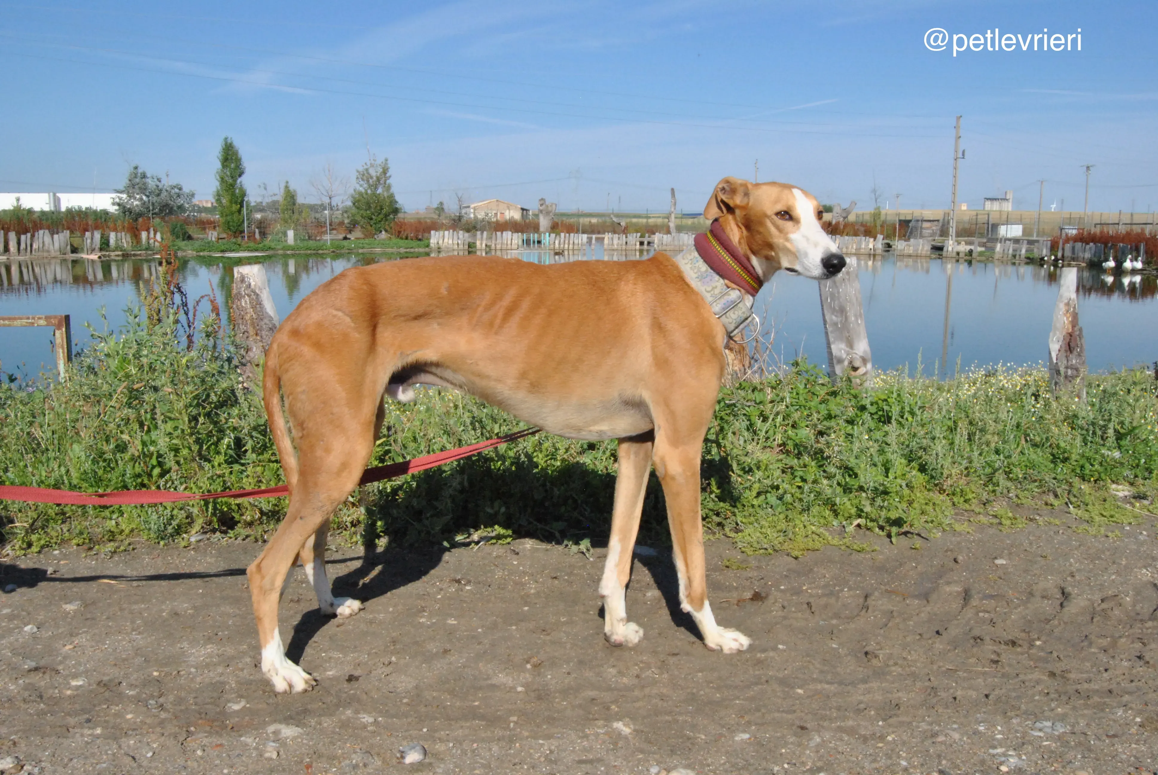 11 patas adozione levrieri galgo