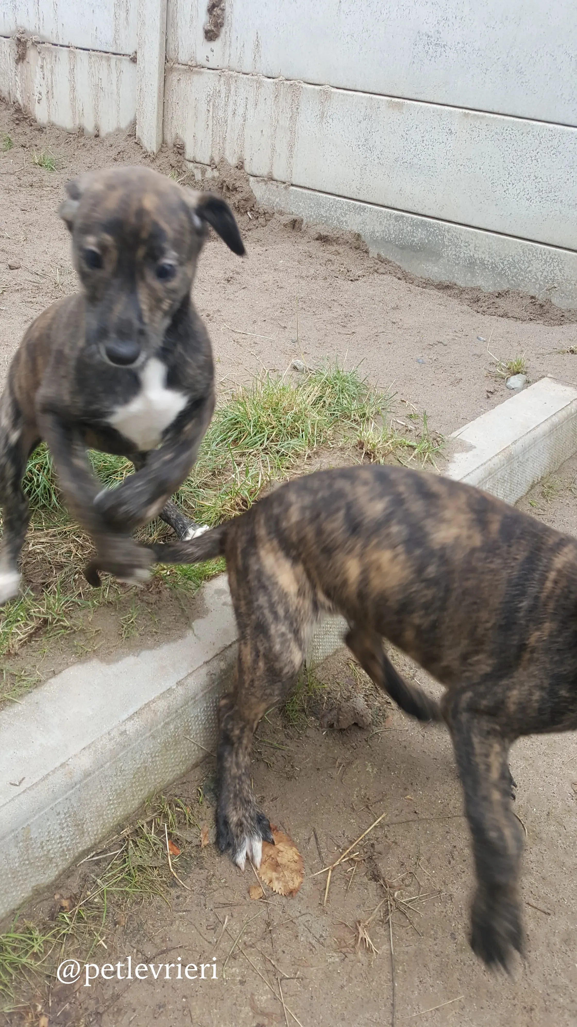 11 puppy adozione greyhound