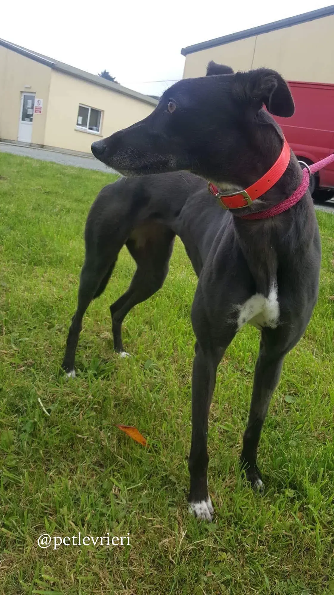 11 rosie adozione levrieri greyhound