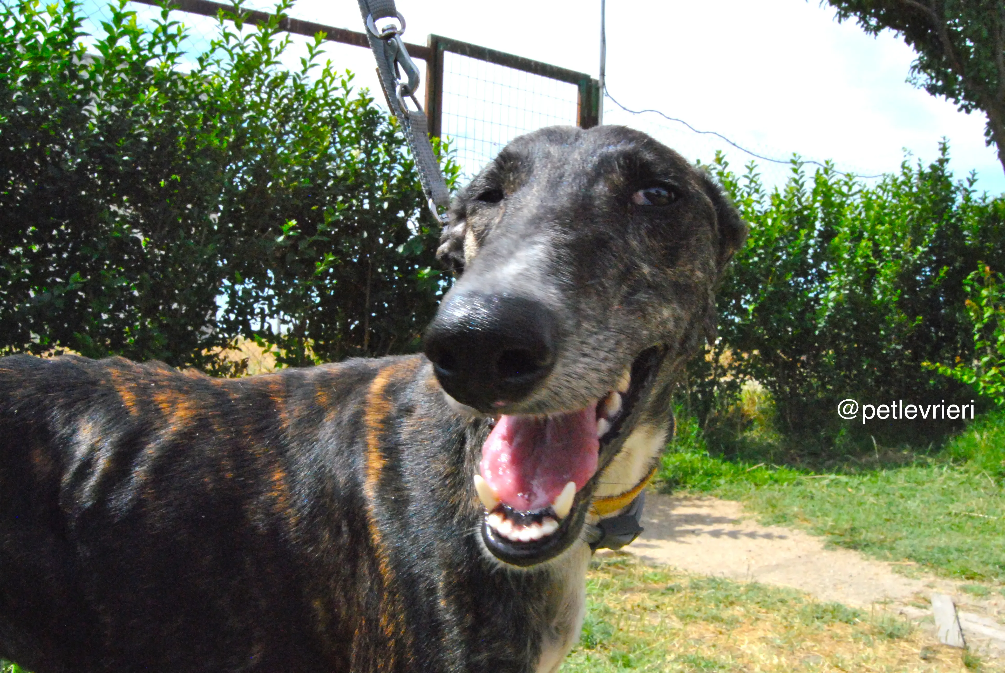 11 sasha adozione levrieri galgo 1