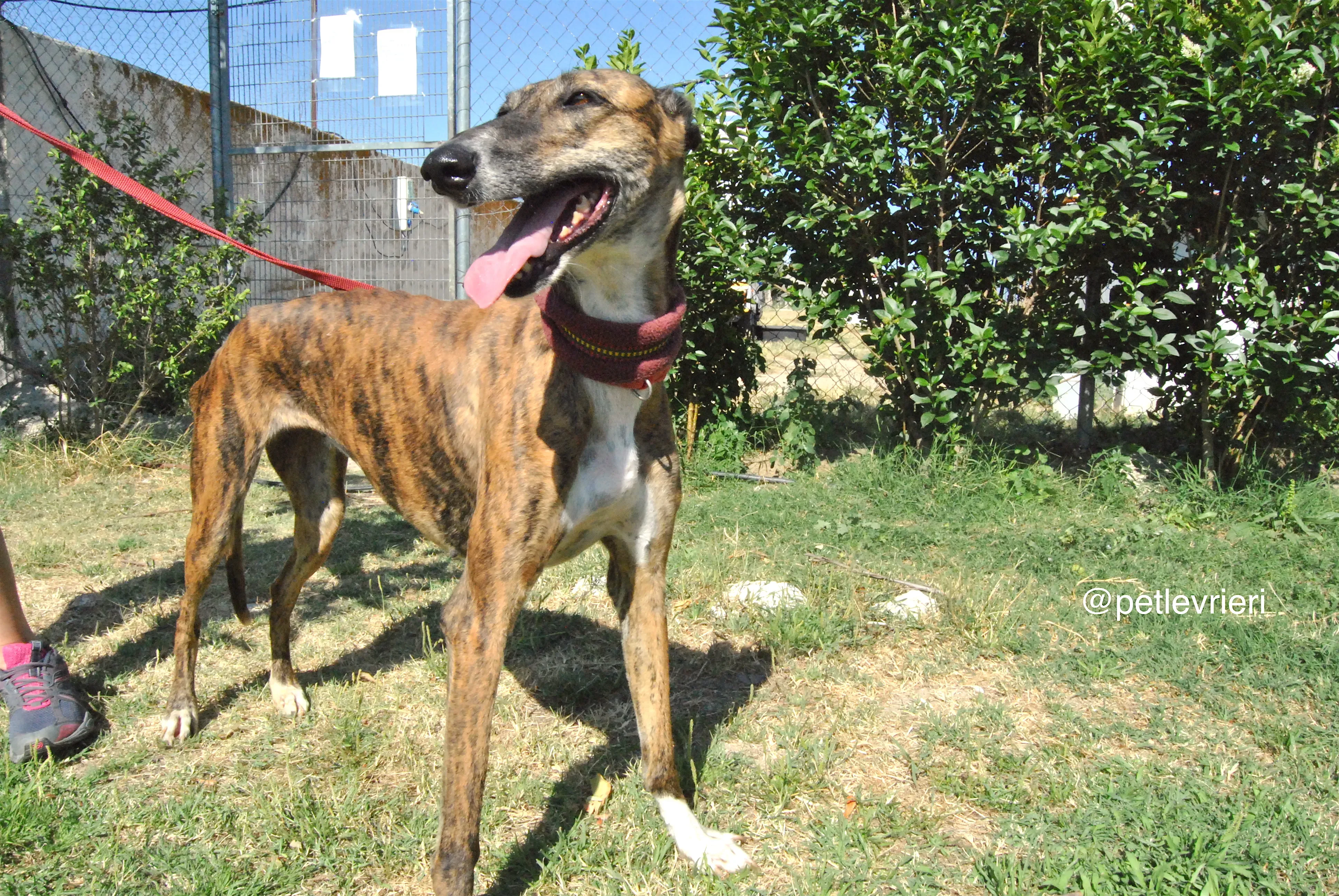 11 sevillana adozione levrieri galgo