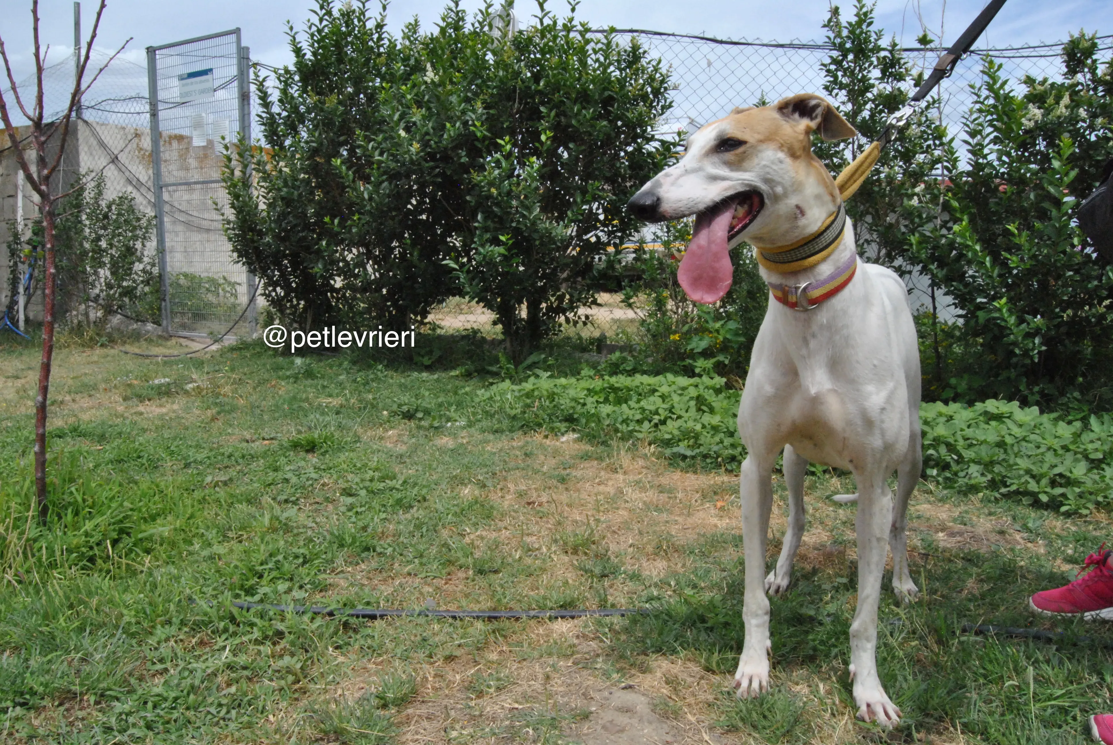 11 soda adozione levrieri galgo