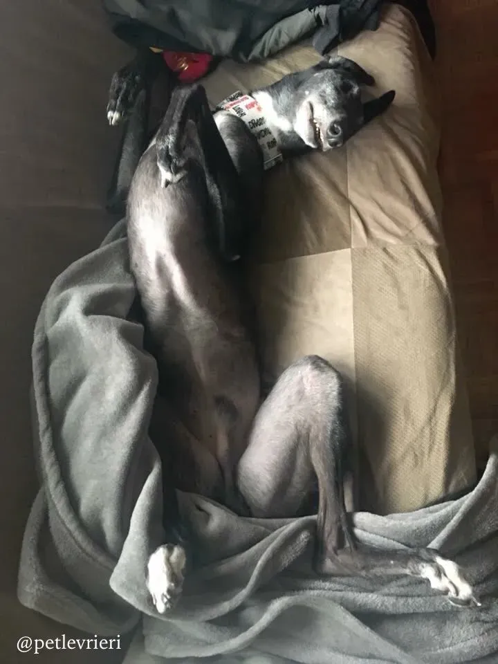 11 sparky adozione greyhound macao