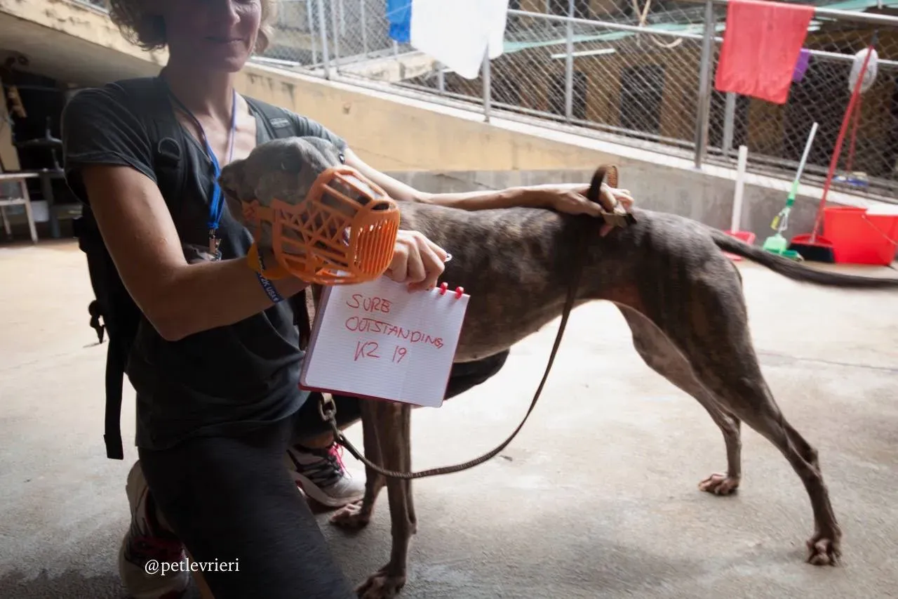 11 sure outstanding adozione greyhound macao