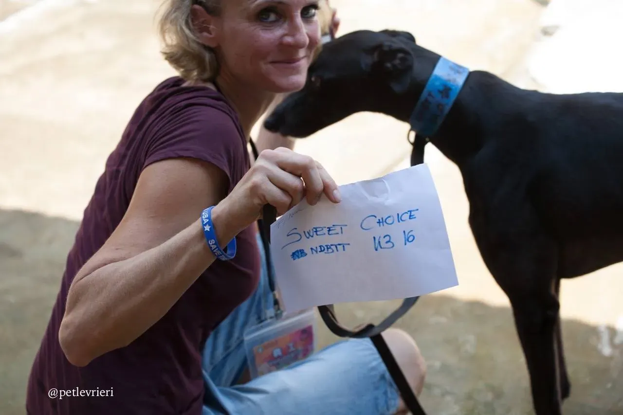 11 sweet choice adozione greyhound macao