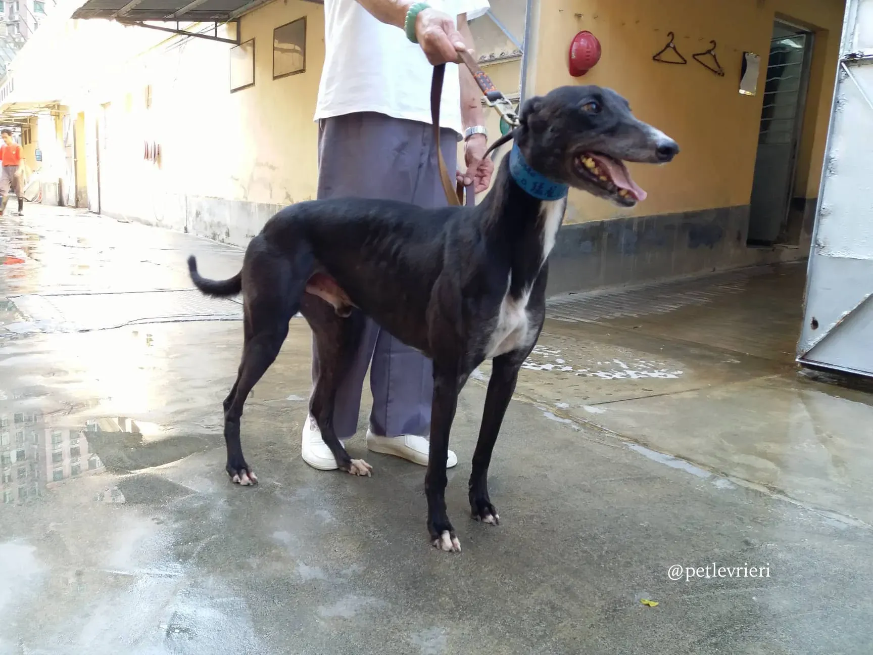 11 turramurra tom adozione greyhound macao