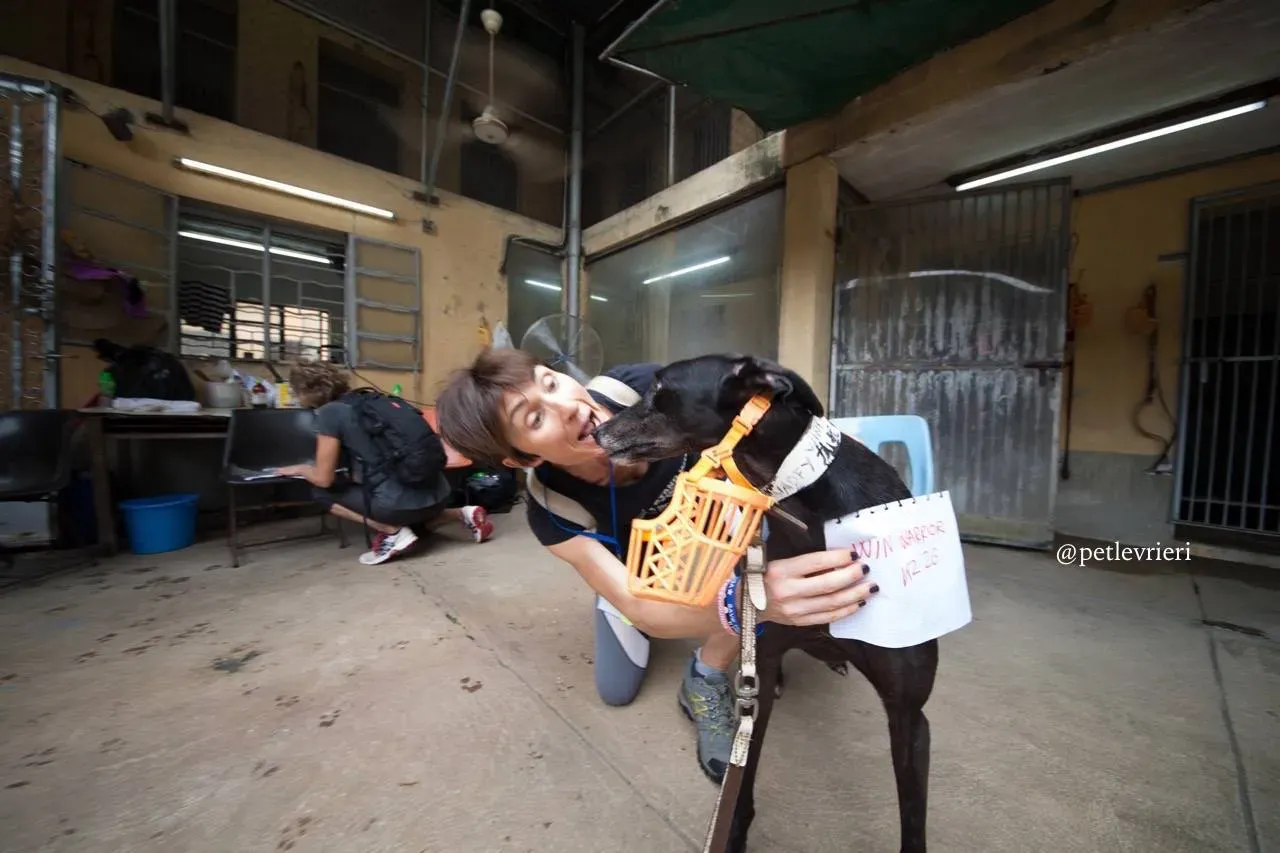 11 win warrior adozione greyhound macao